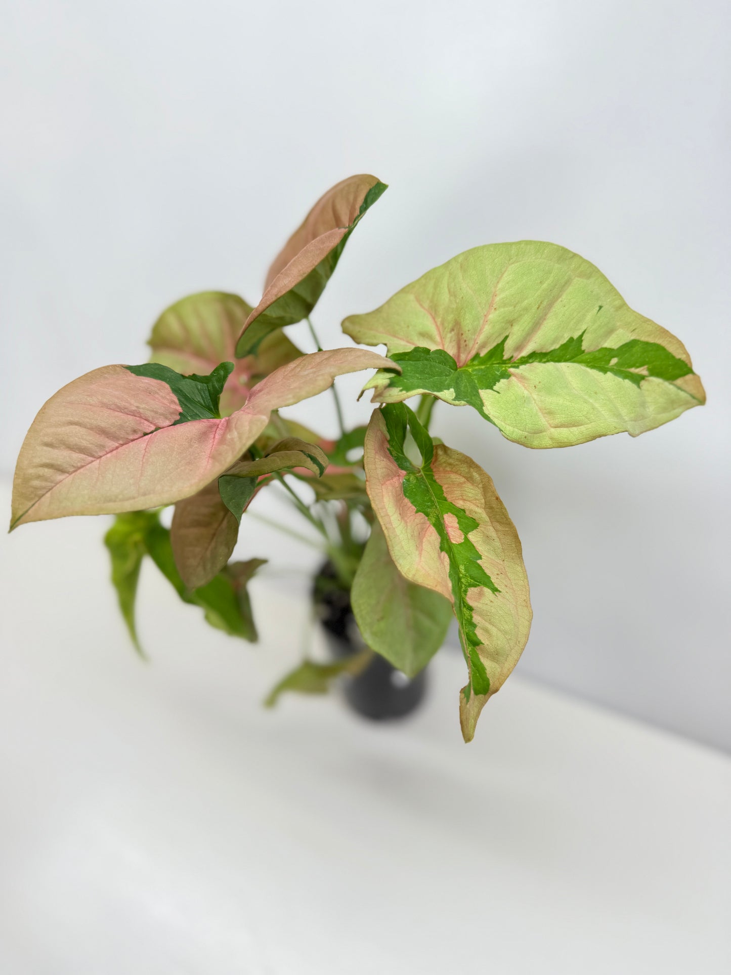 Syngonium 'Beauty' B49