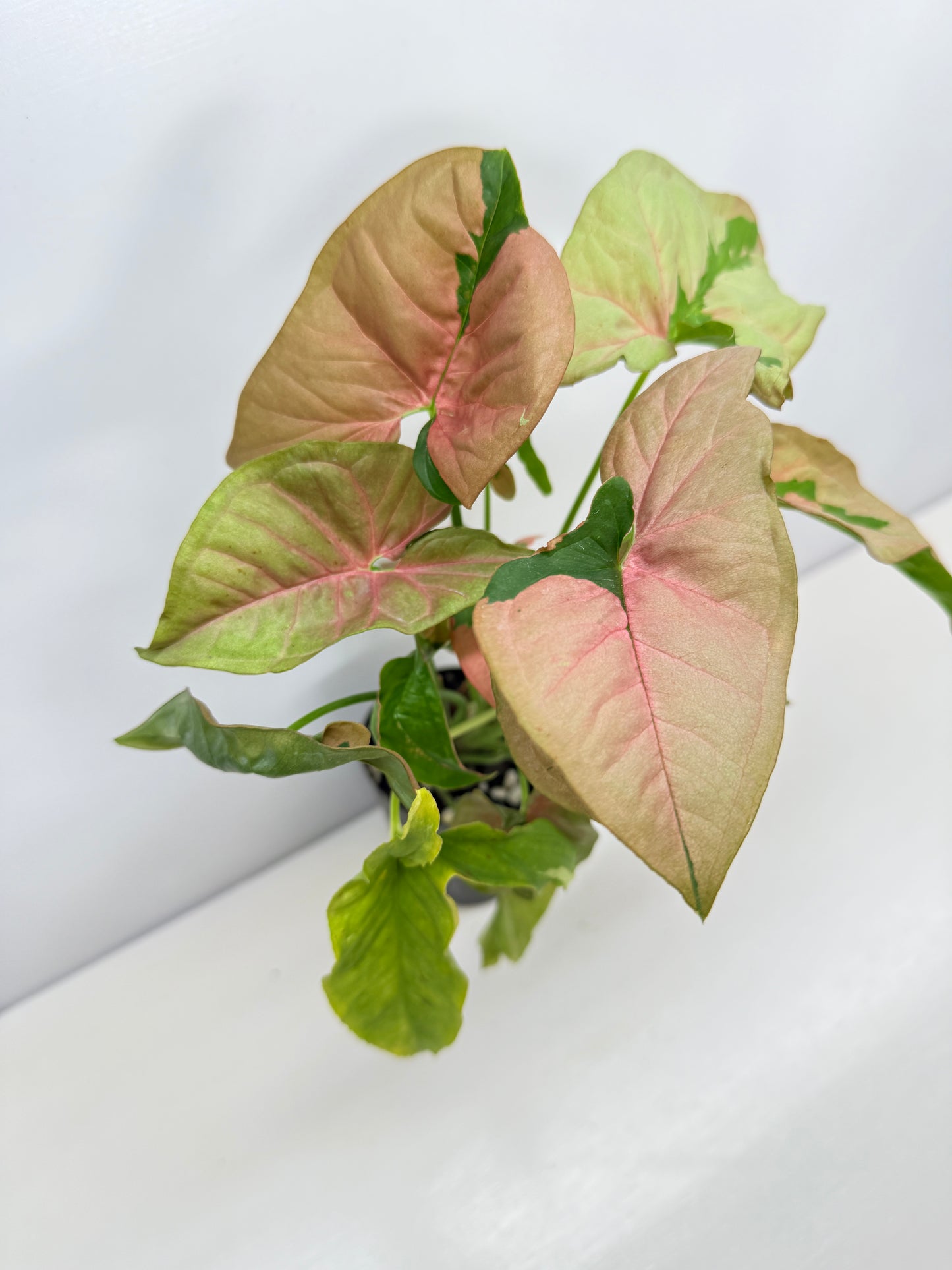Syngonium 'Beauty' B49