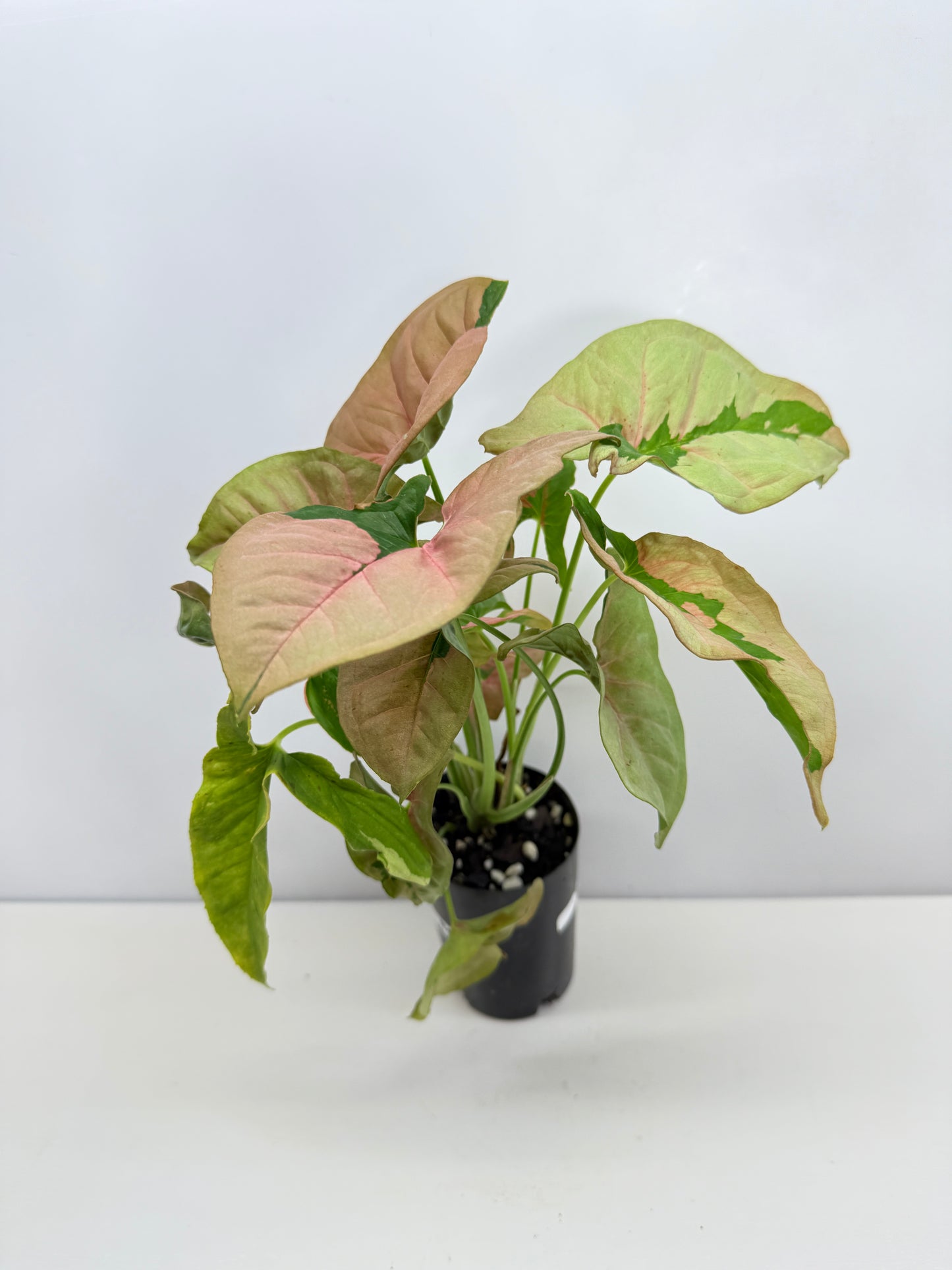Syngonium 'Beauty' B49