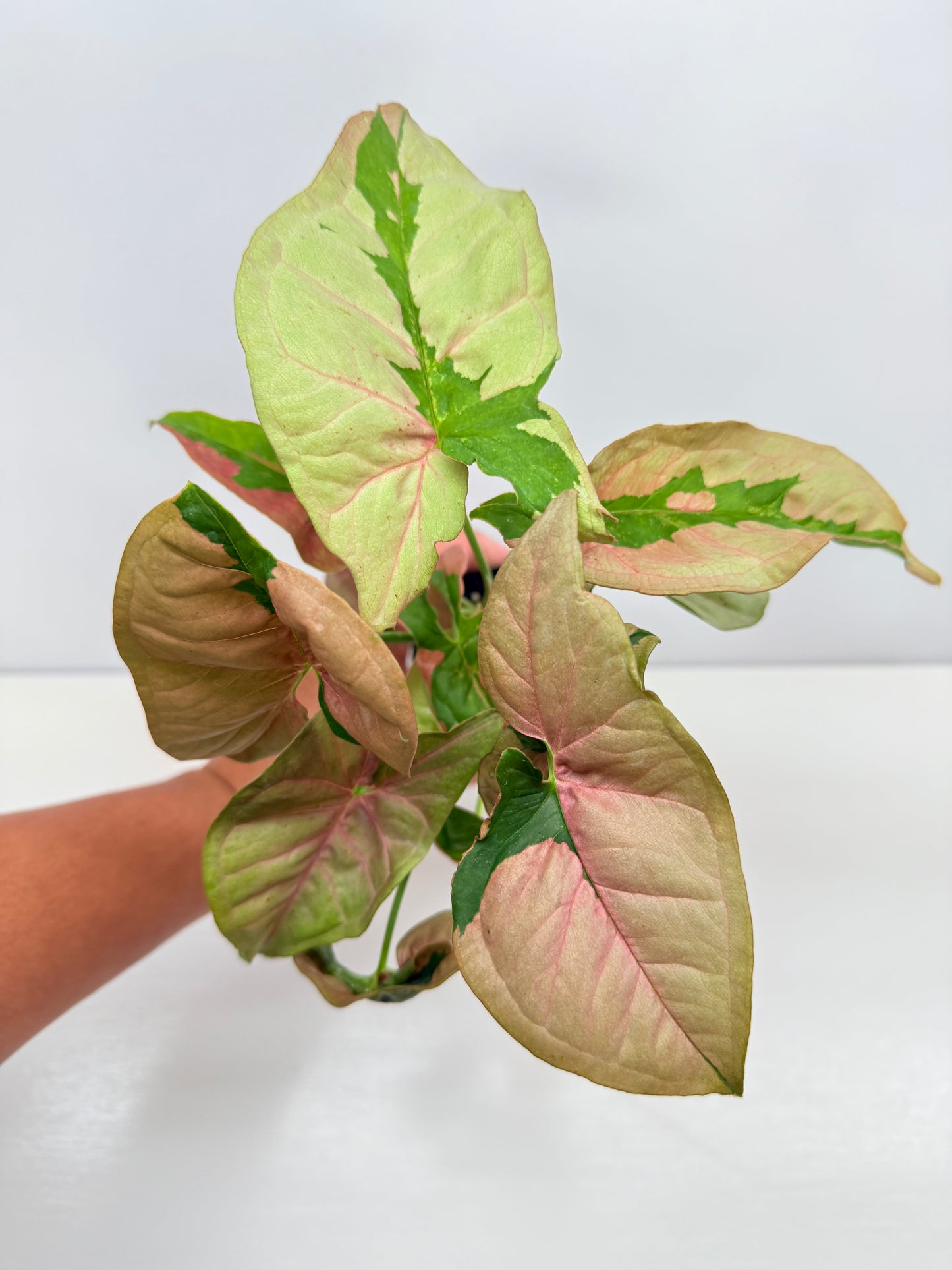 Syngonium 'Beauty' B49