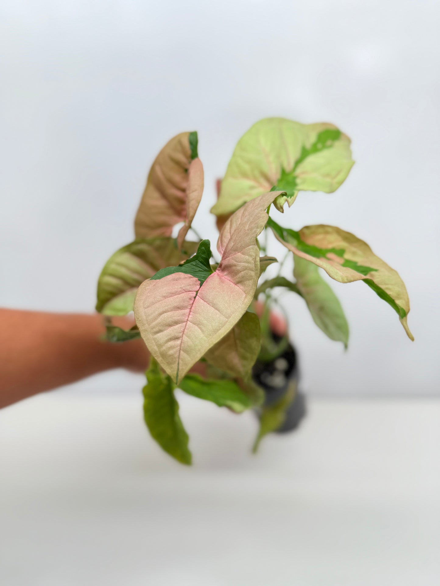 Syngonium 'Beauty' B49