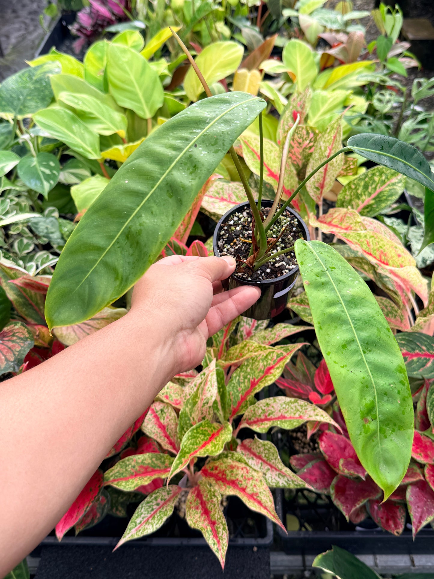 Philodendron Patriciae N18