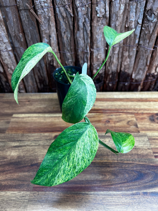 Monstera laniata Variegated 'Smokey' B25