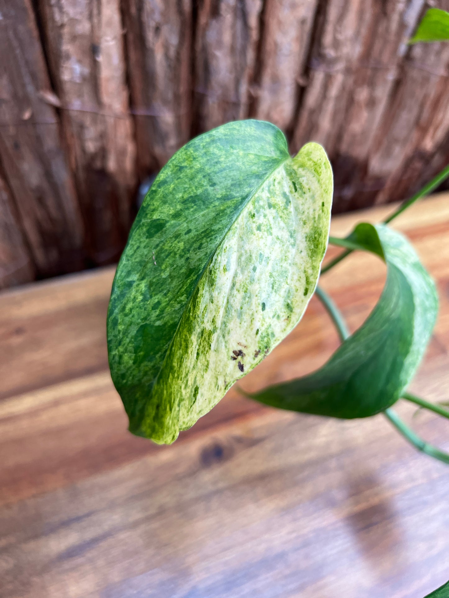 Monstera laniata Variegated 'Smokey' B25