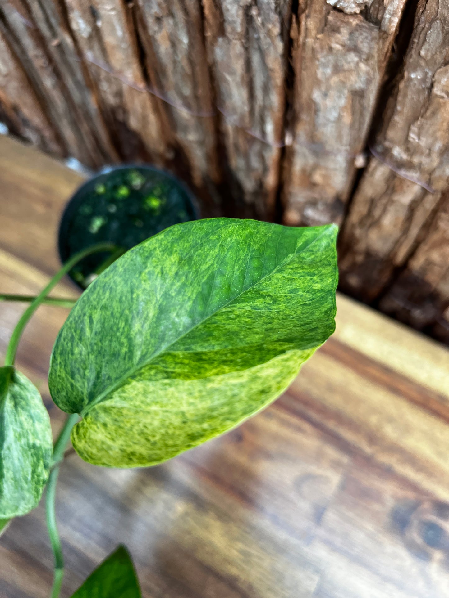 Monstera laniata Variegated 'Smokey' B25