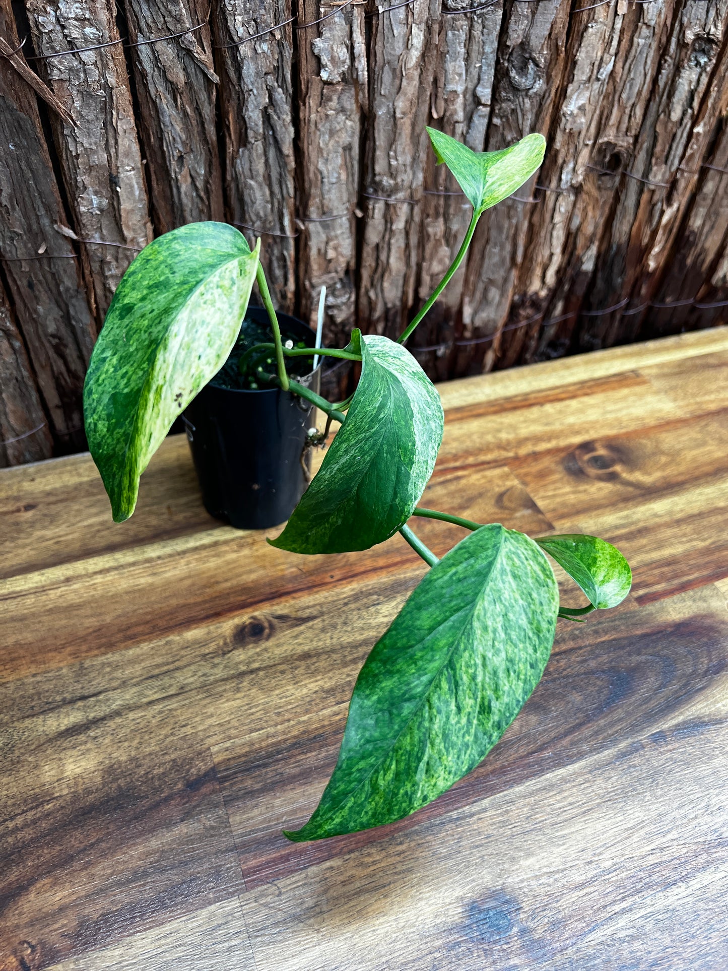 Monstera laniata Variegated 'Smokey' B25