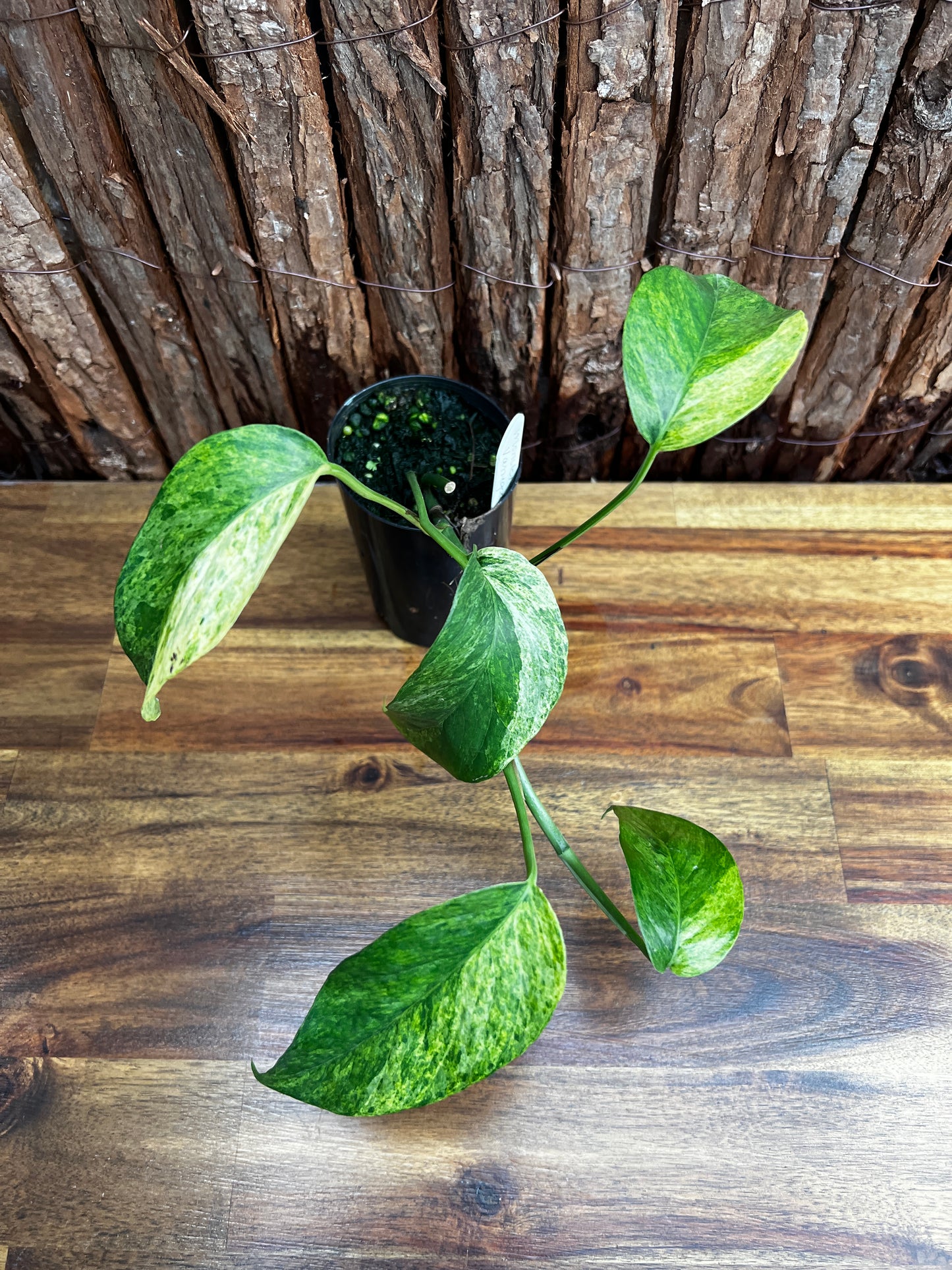 Monstera laniata Variegated 'Smokey' B25