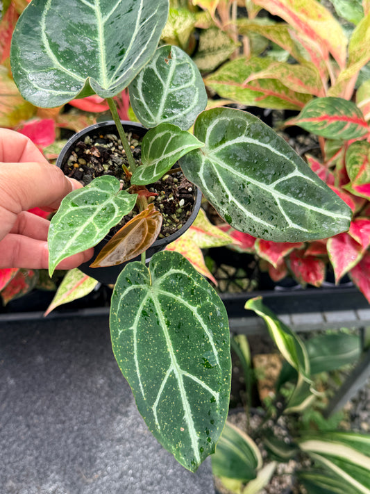 Anthurium Hybrid N20