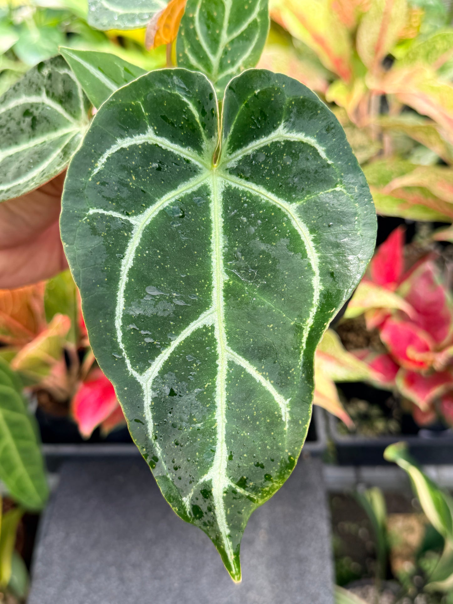 Anthurium Hybrid N20