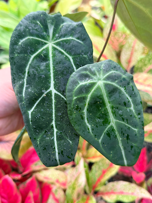 Anthurium Forgetii Hybird N21