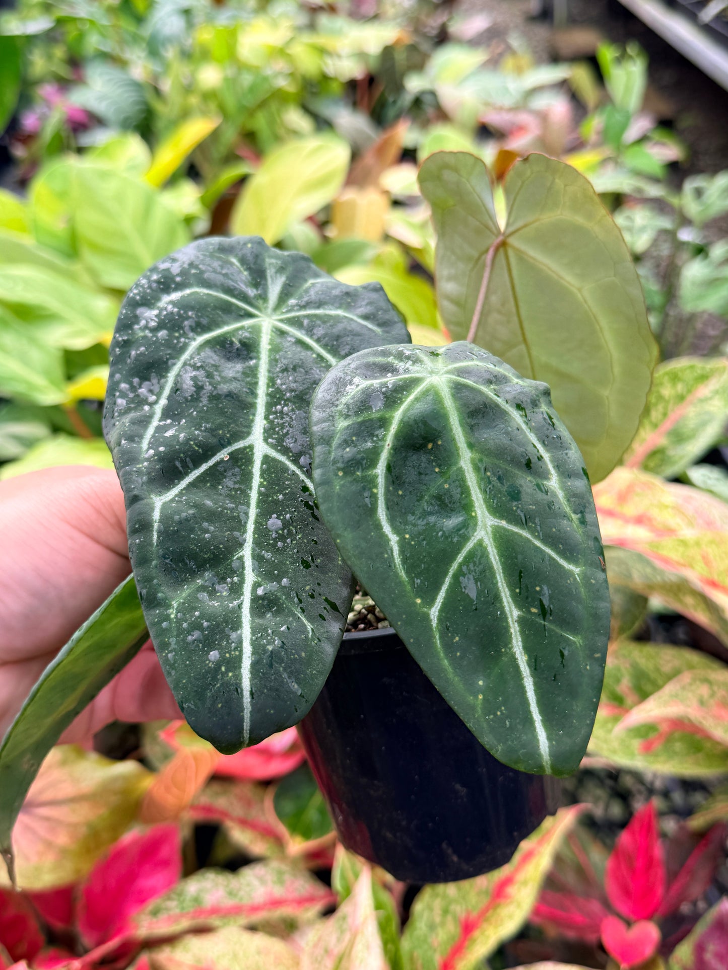 Anthurium Forgetii Hybird N21