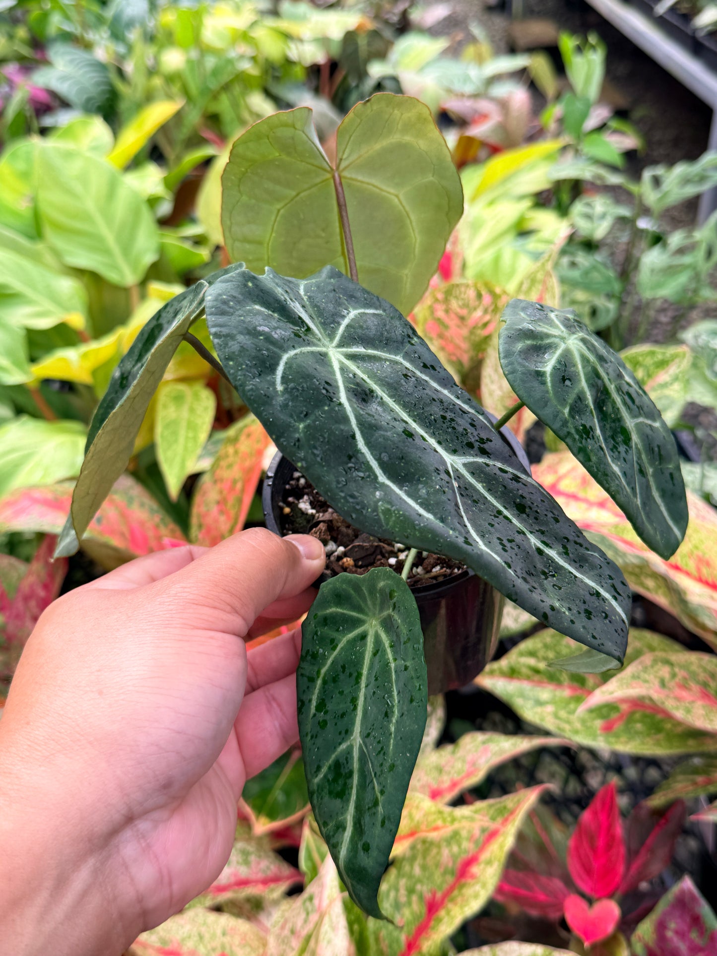 Anthurium Forgetii Hybird N21