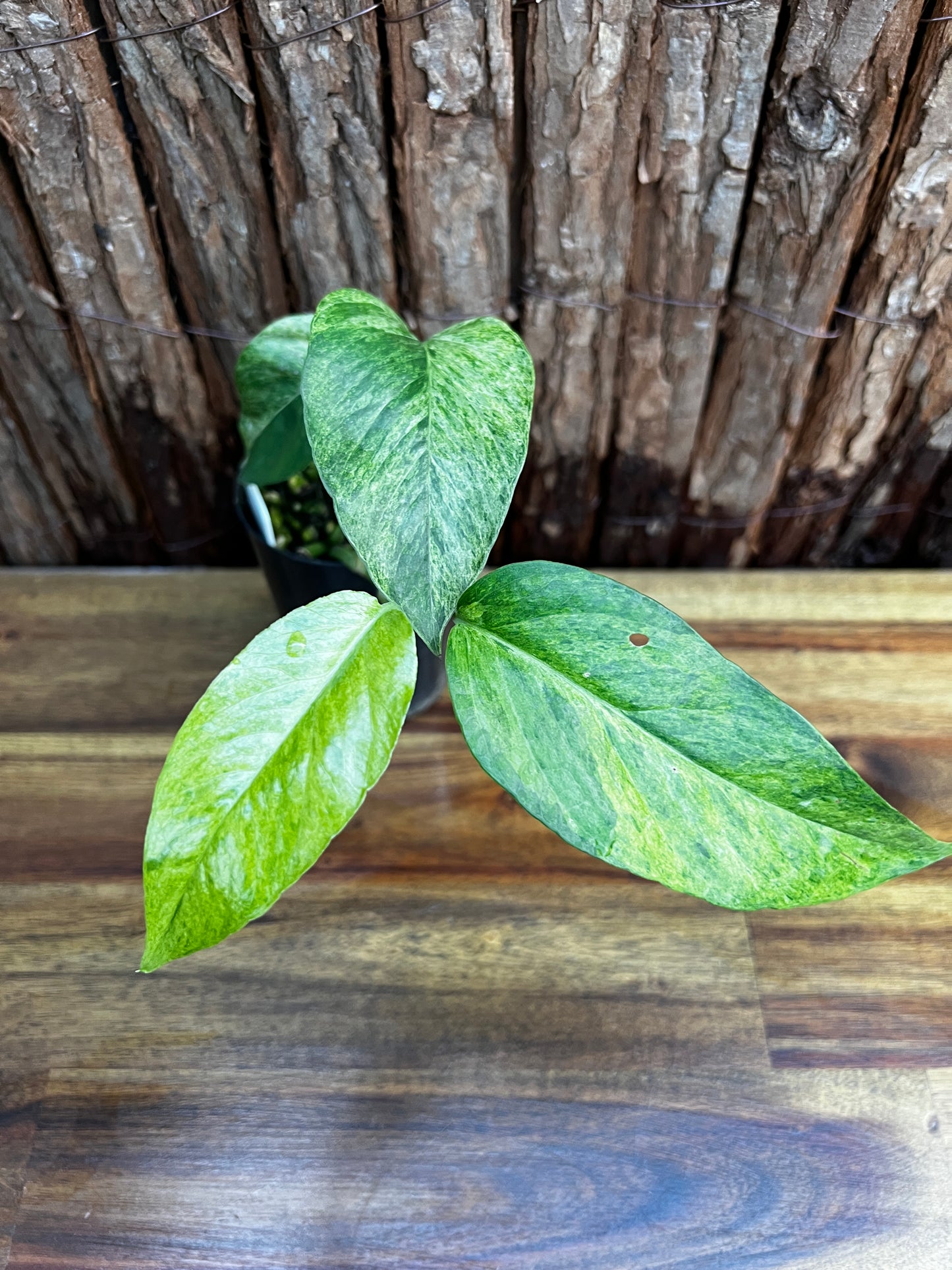 Epipremnum pinnatum 'Mint' Variegata B26