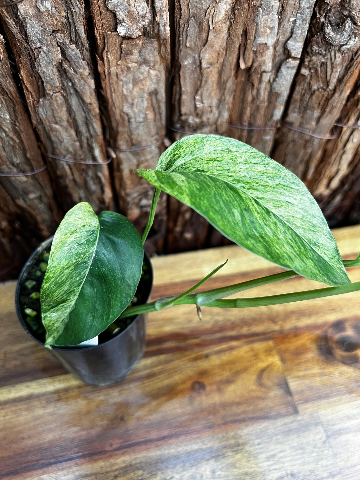 Epipremnum pinnatum 'Mint' Variegata B26