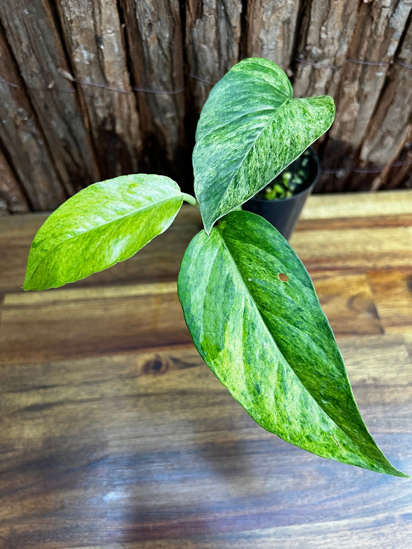 Epipremnum pinnatum 'Mint' Variegata B26