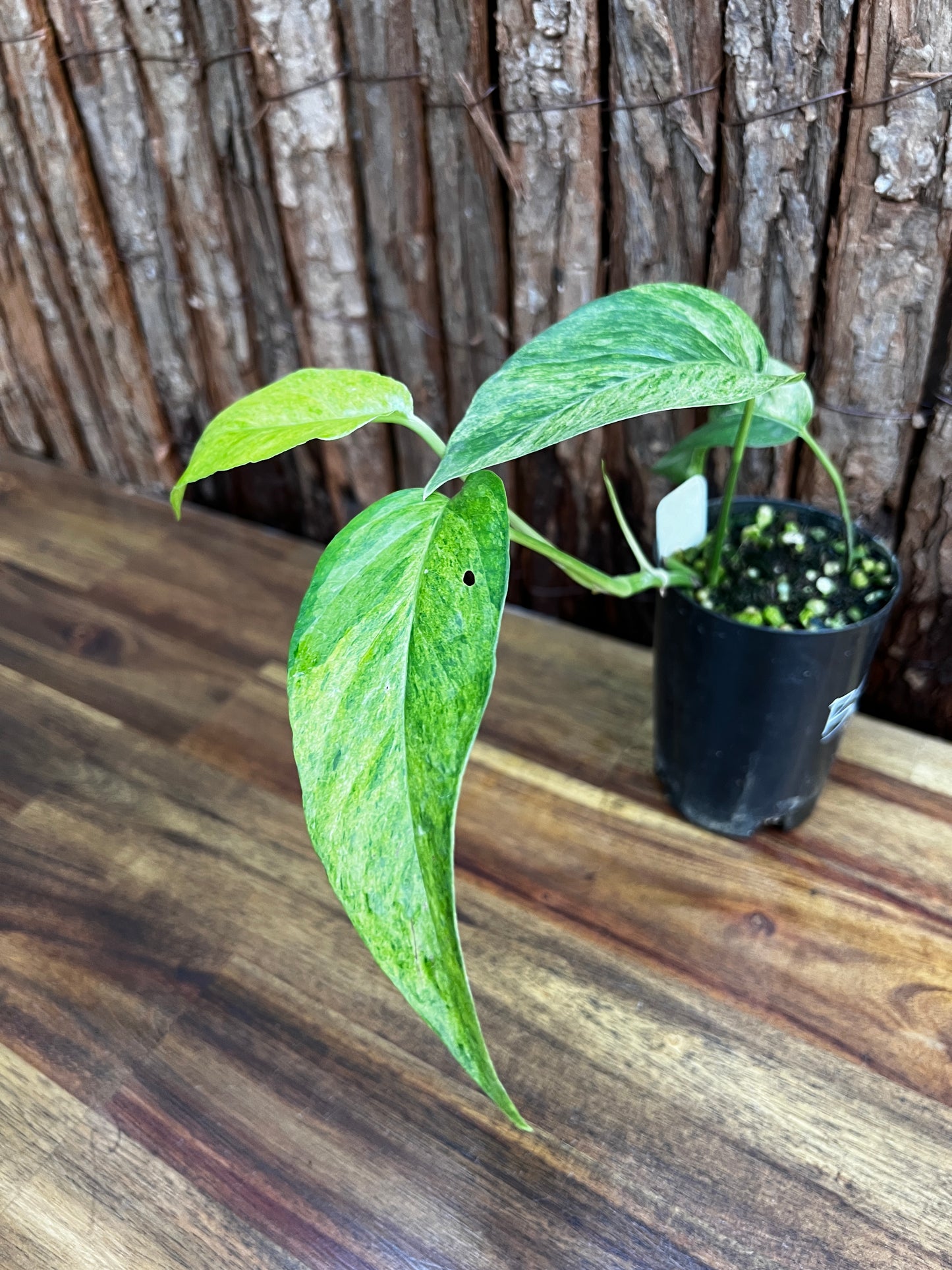 Epipremnum pinnatum 'Mint' Variegata B26