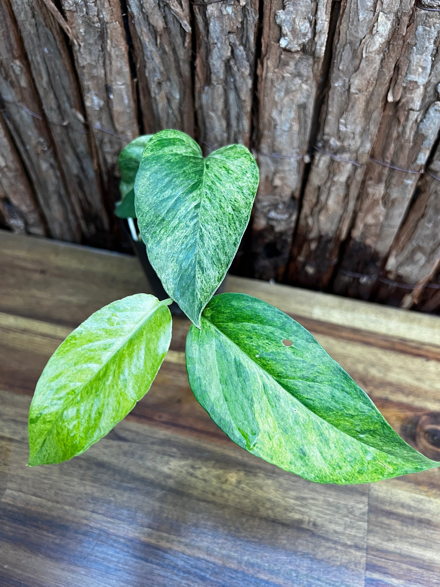 Epipremnum pinnatum 'Mint' Variegata B26