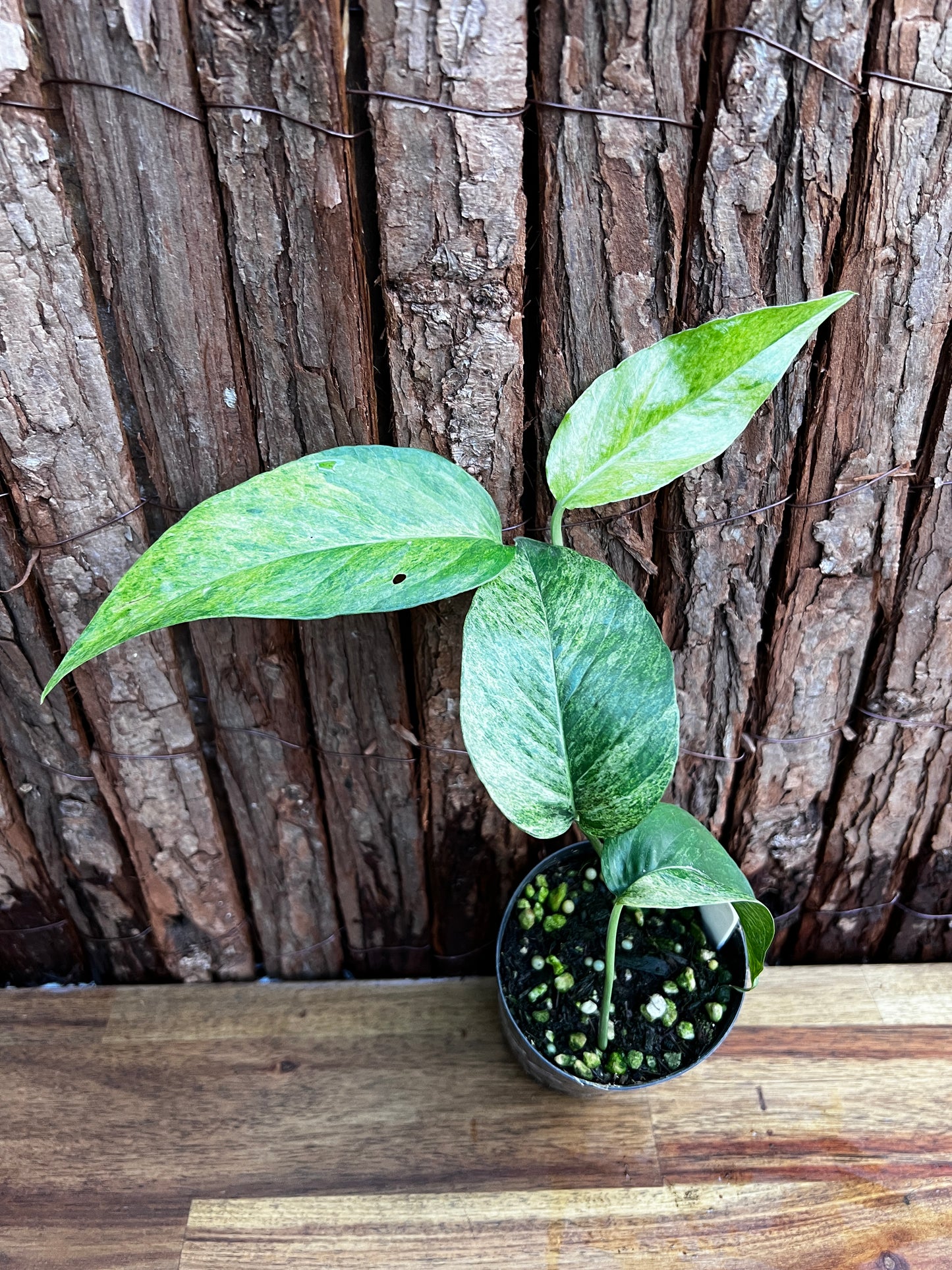 Epipremnum pinnatum 'Mint' Variegata B26