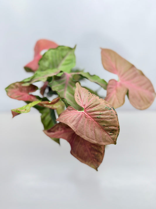 Syngonium 'Mosaic' NONTC - Double Planted M7