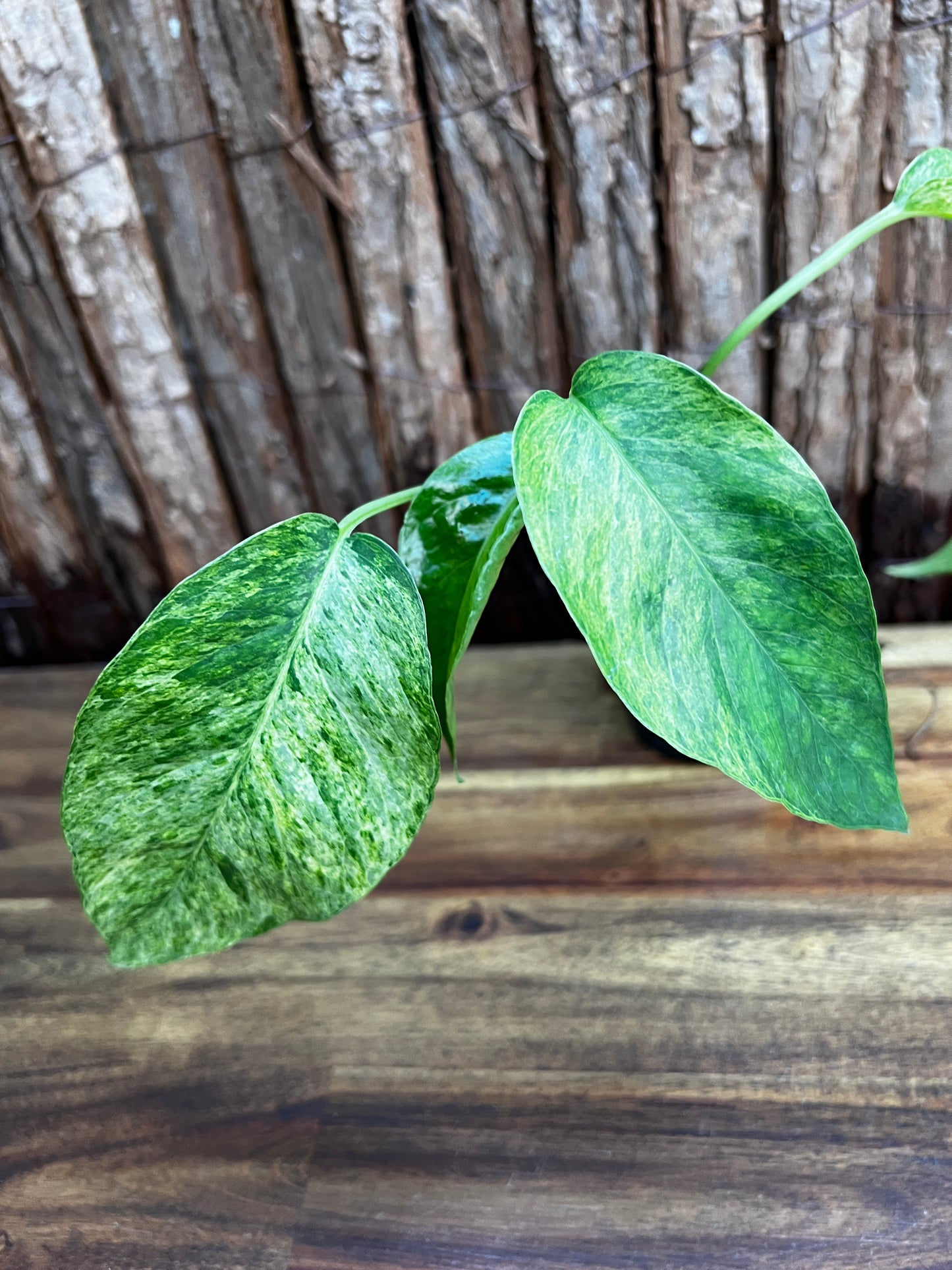 Epipremnum pinnatum 'Mint' Variegata B28