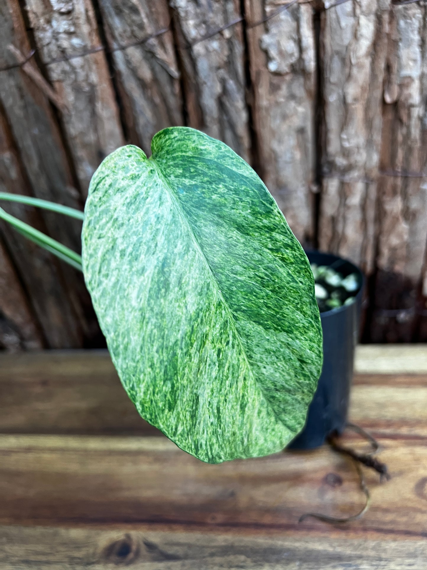 Epipremnum pinnatum 'Mint' Variegata B28