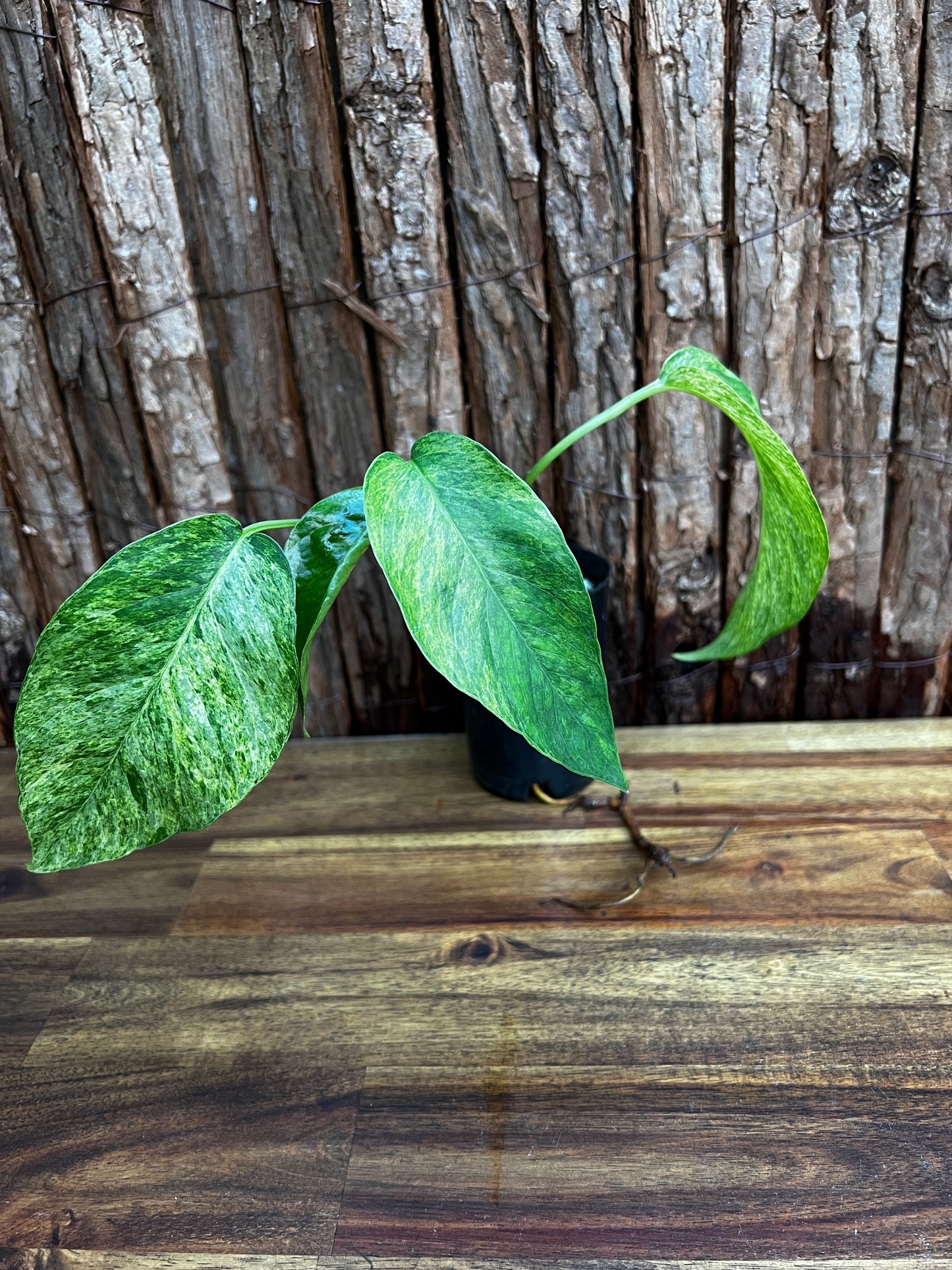 Epipremnum pinnatum 'Mint' Variegata B28