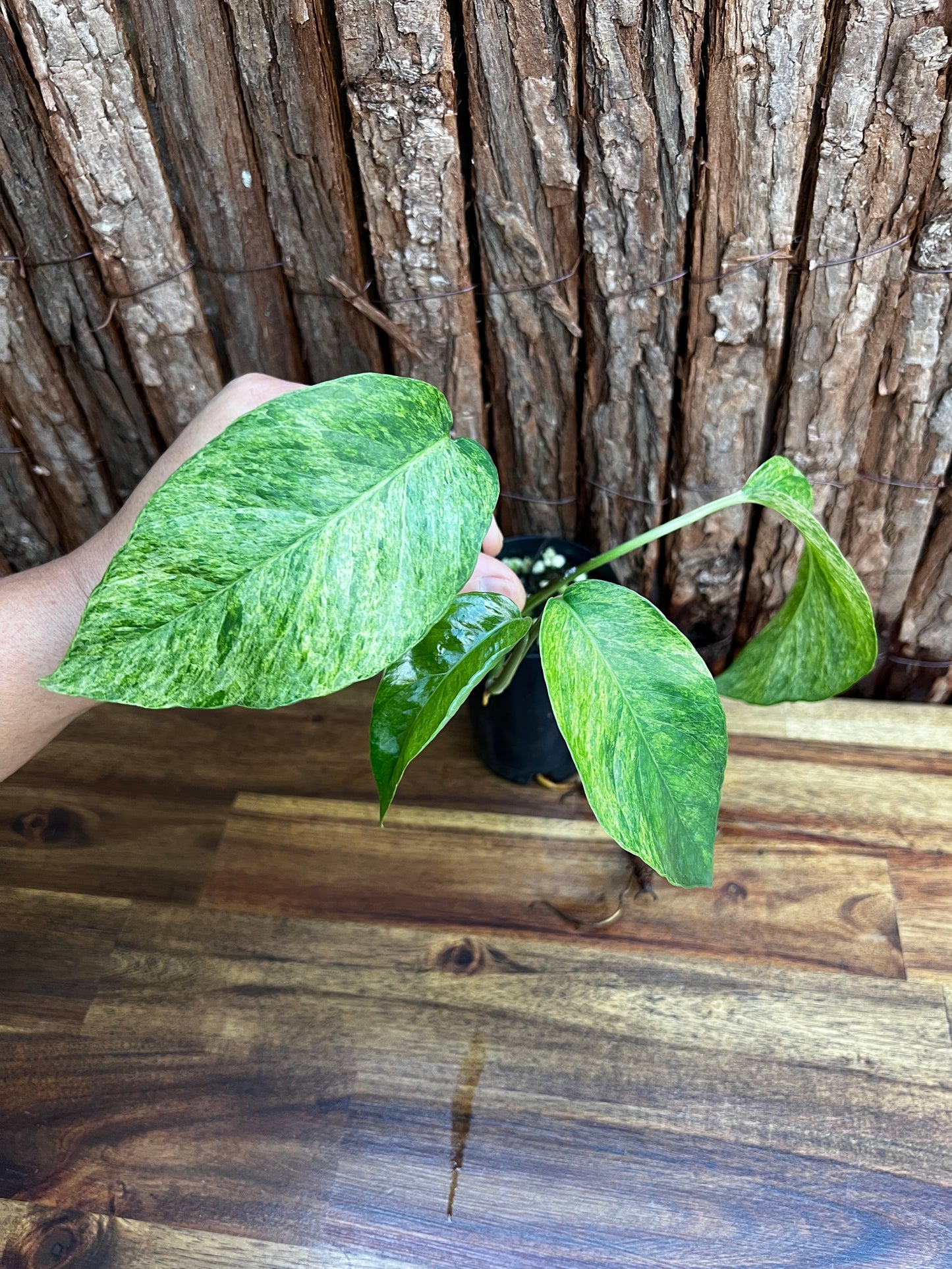 Epipremnum pinnatum 'Mint' Variegata B28