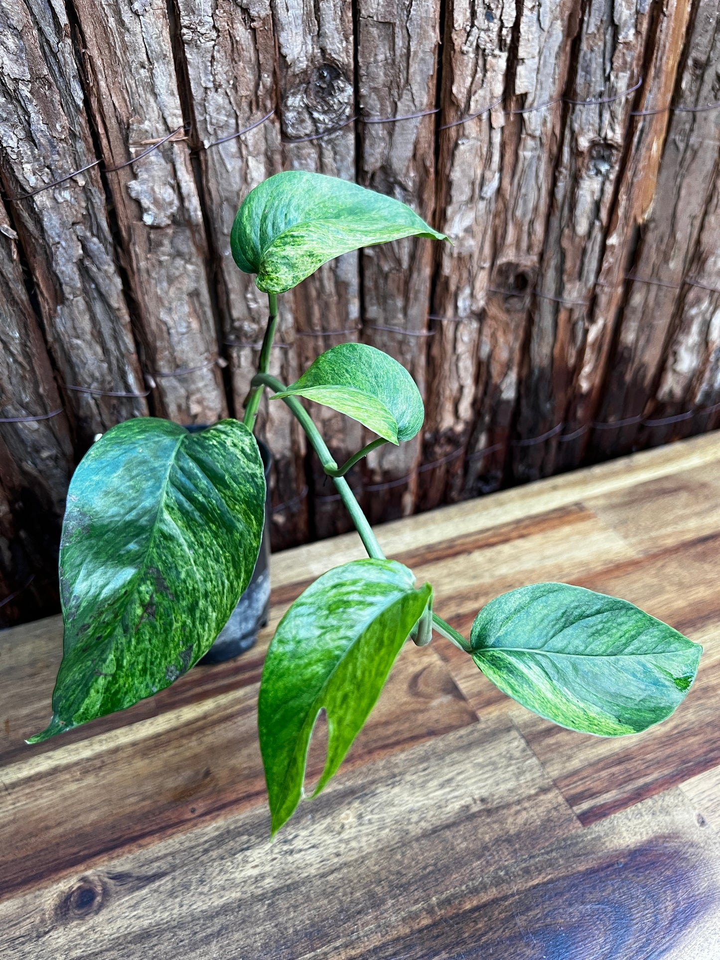 Epipremnum pinnatum 'Mint' Variegata B29