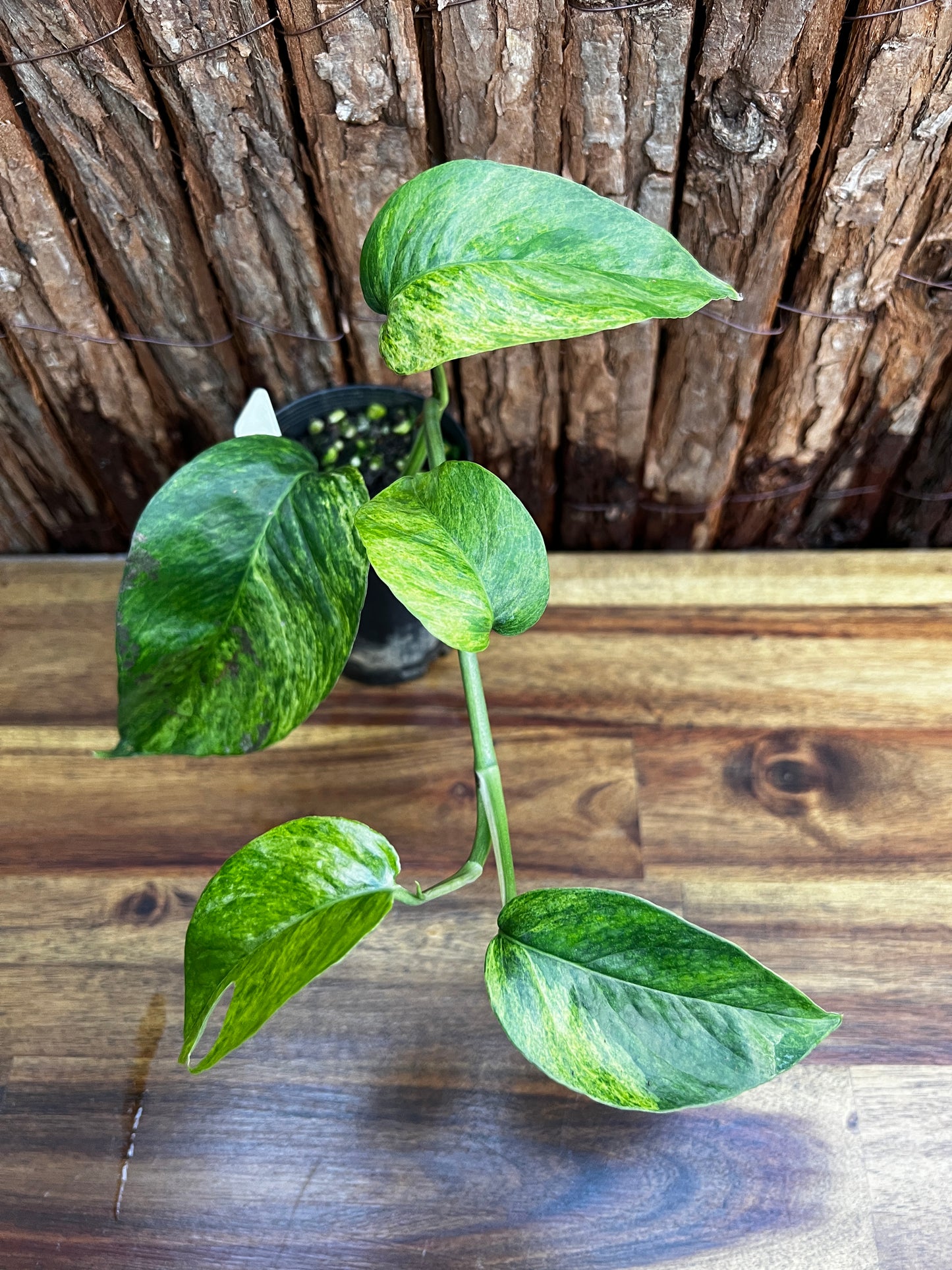 Epipremnum pinnatum 'Mint' Variegata B29