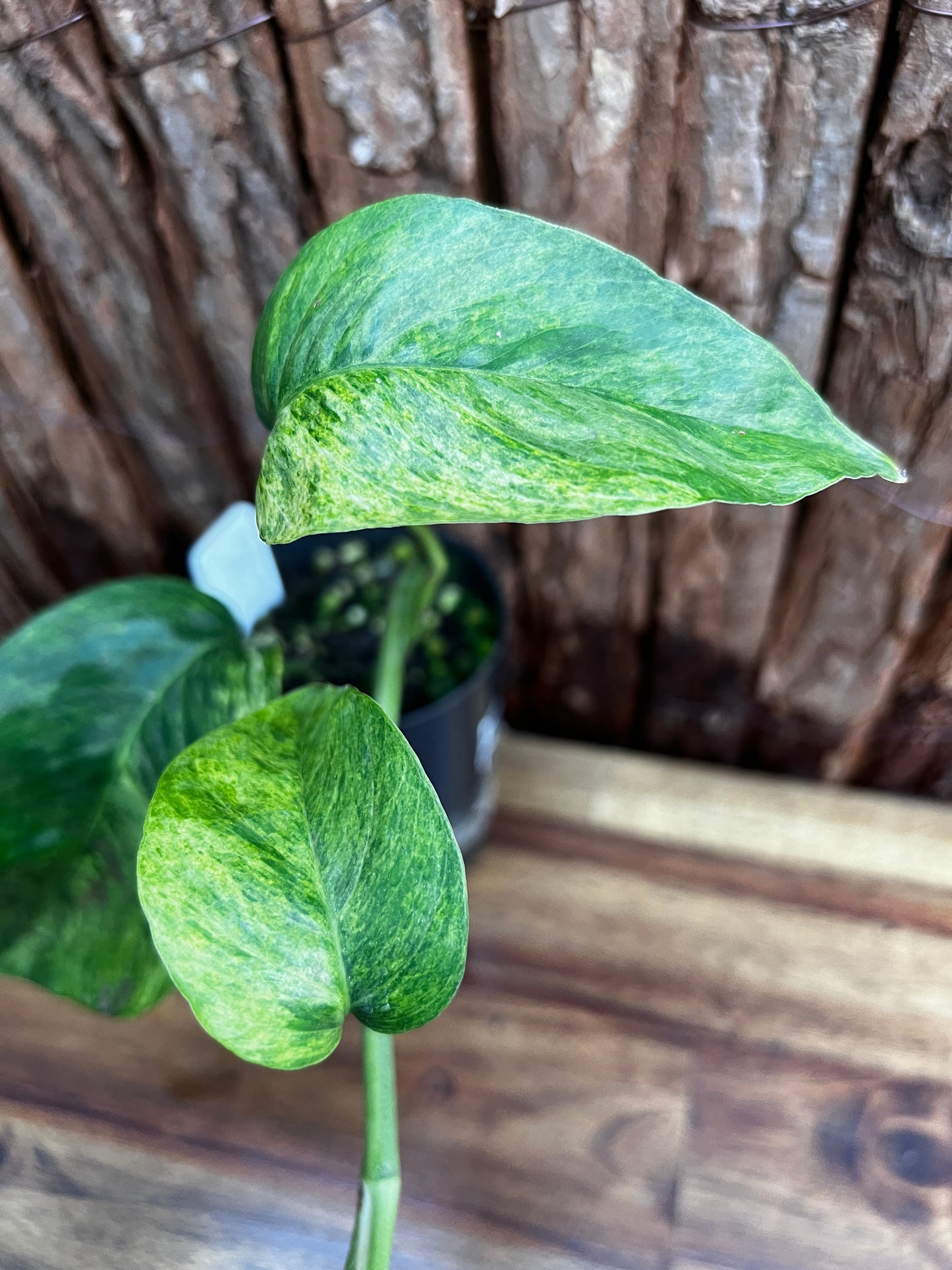 Epipremnum pinnatum 'Mint' Variegata B29