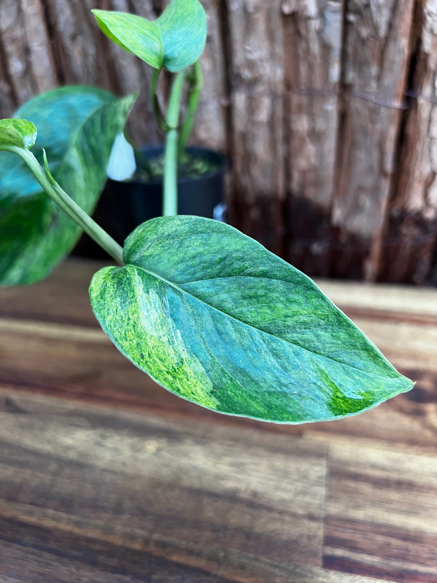 Epipremnum pinnatum 'Mint' Variegata B29