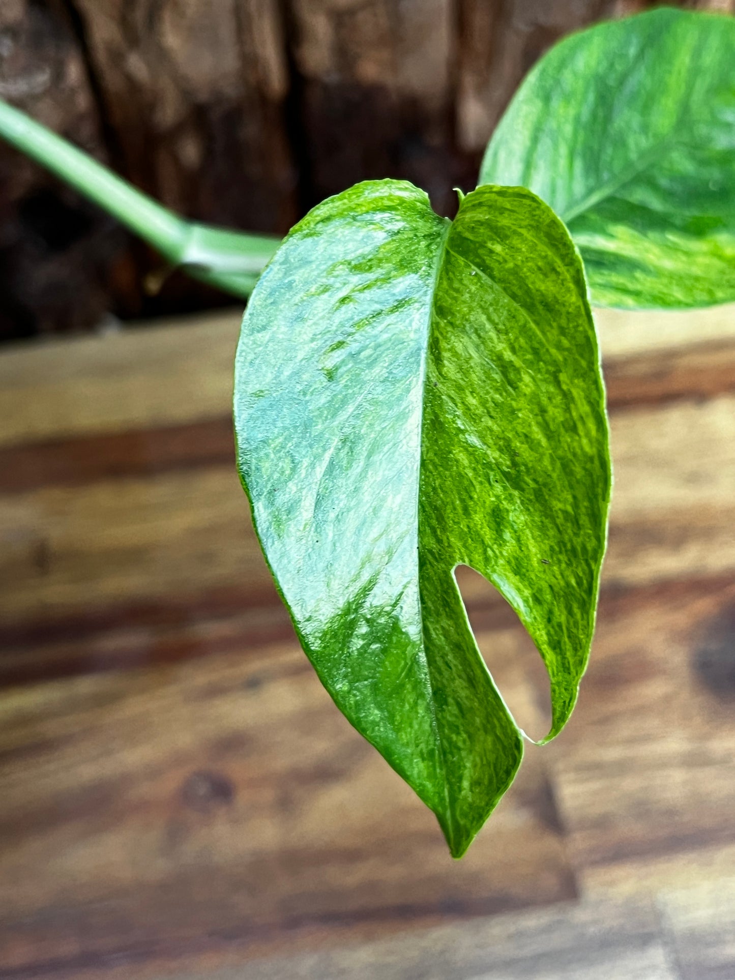 Epipremnum pinnatum 'Mint' Variegata B29