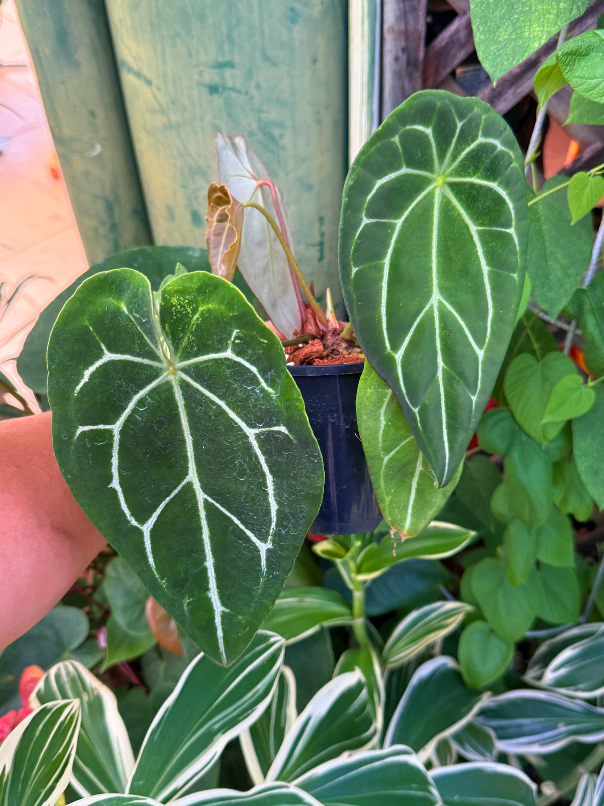 Anthurium Hybrid N21