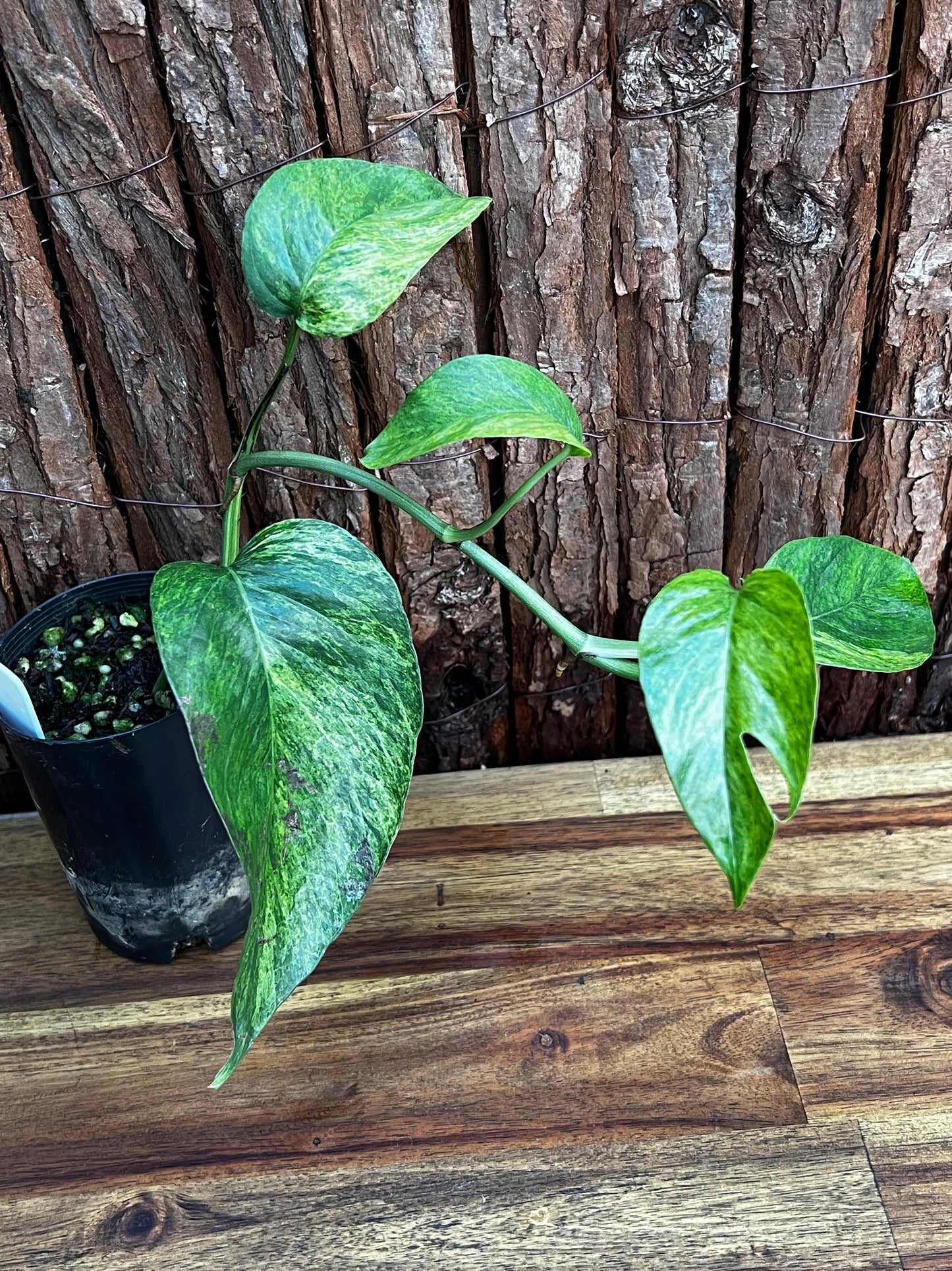 Epipremnum pinnatum 'Mint' Variegata B29