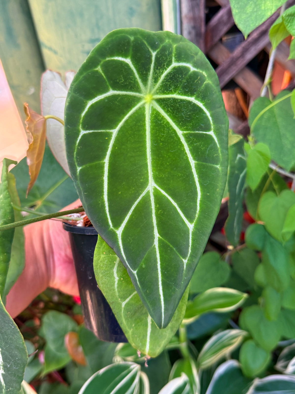 Anthurium Hybrid N21