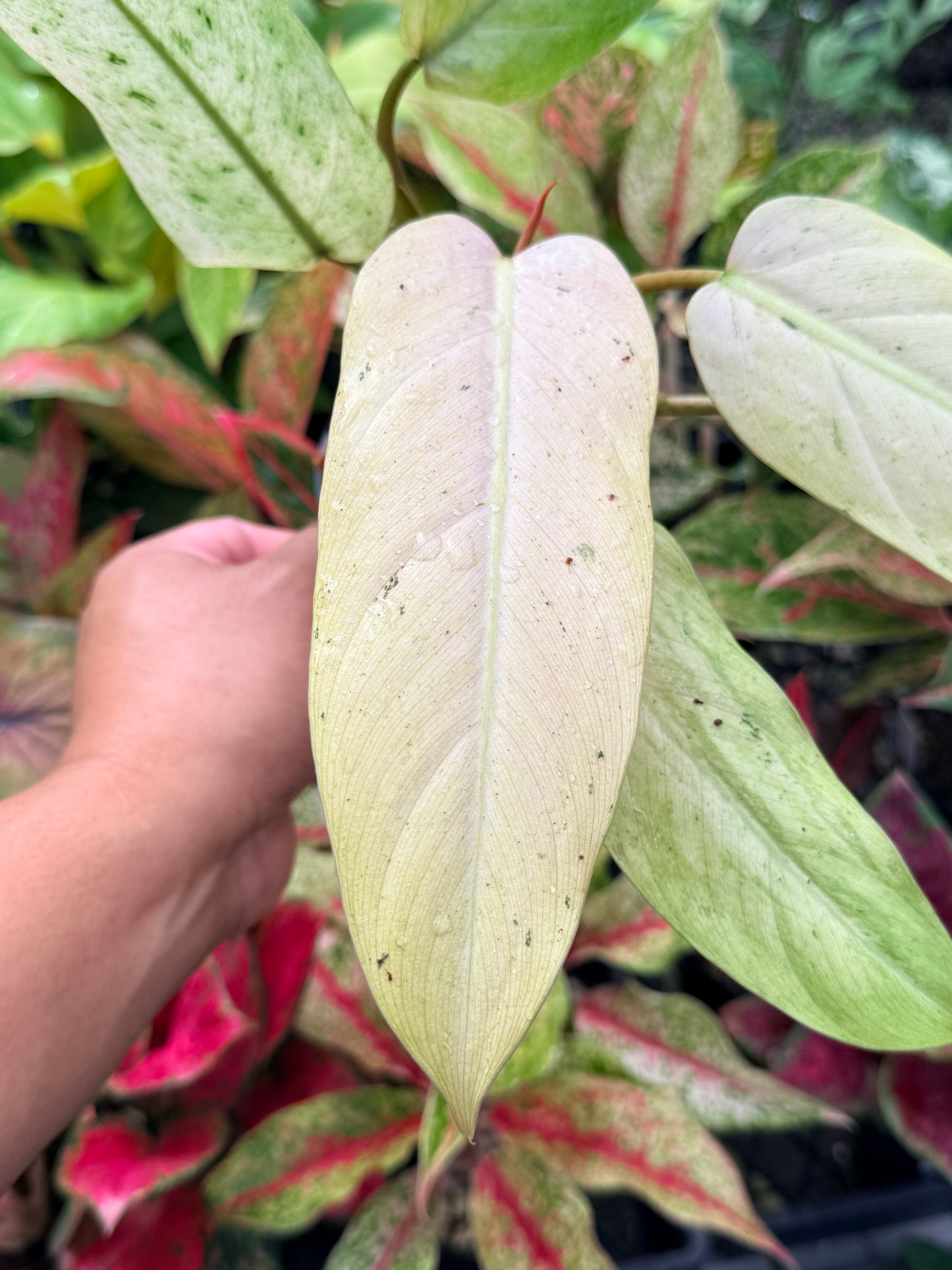 Philodendron 'Whipple Way' N28