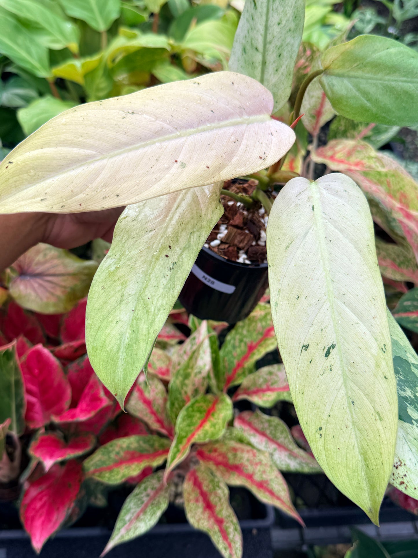 Philodendron 'Whipple Way' N28