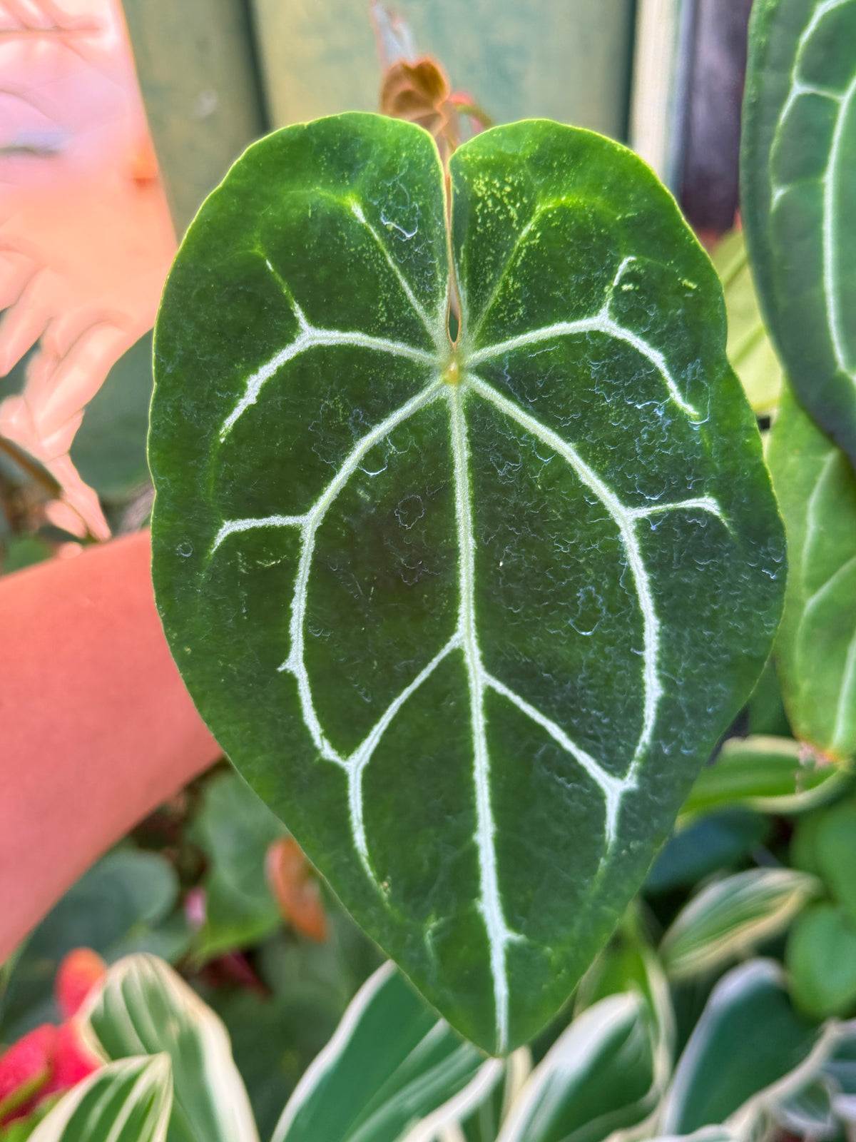 Anthurium Hybrid N21