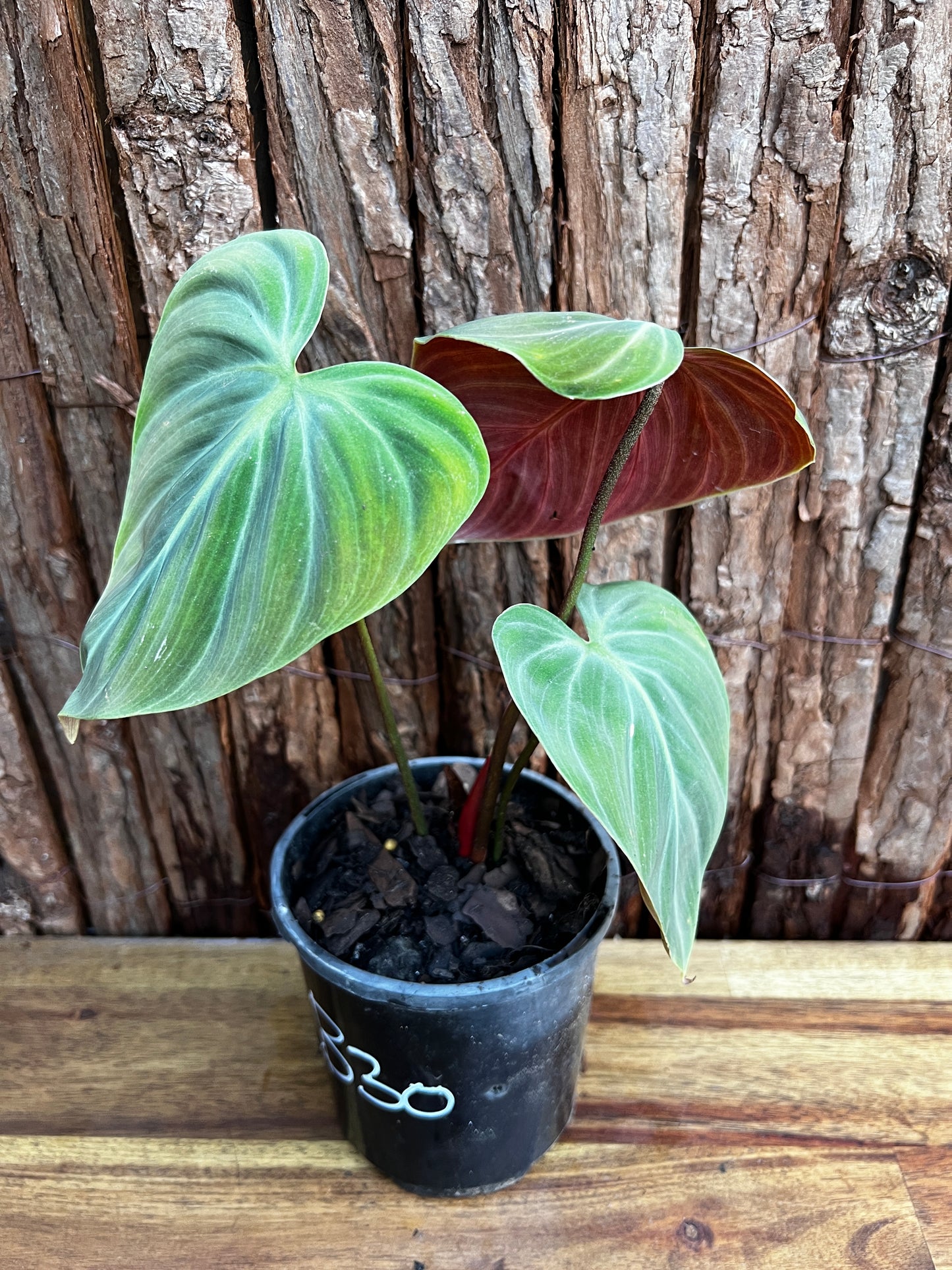 Philodendron - El Choco Red B30