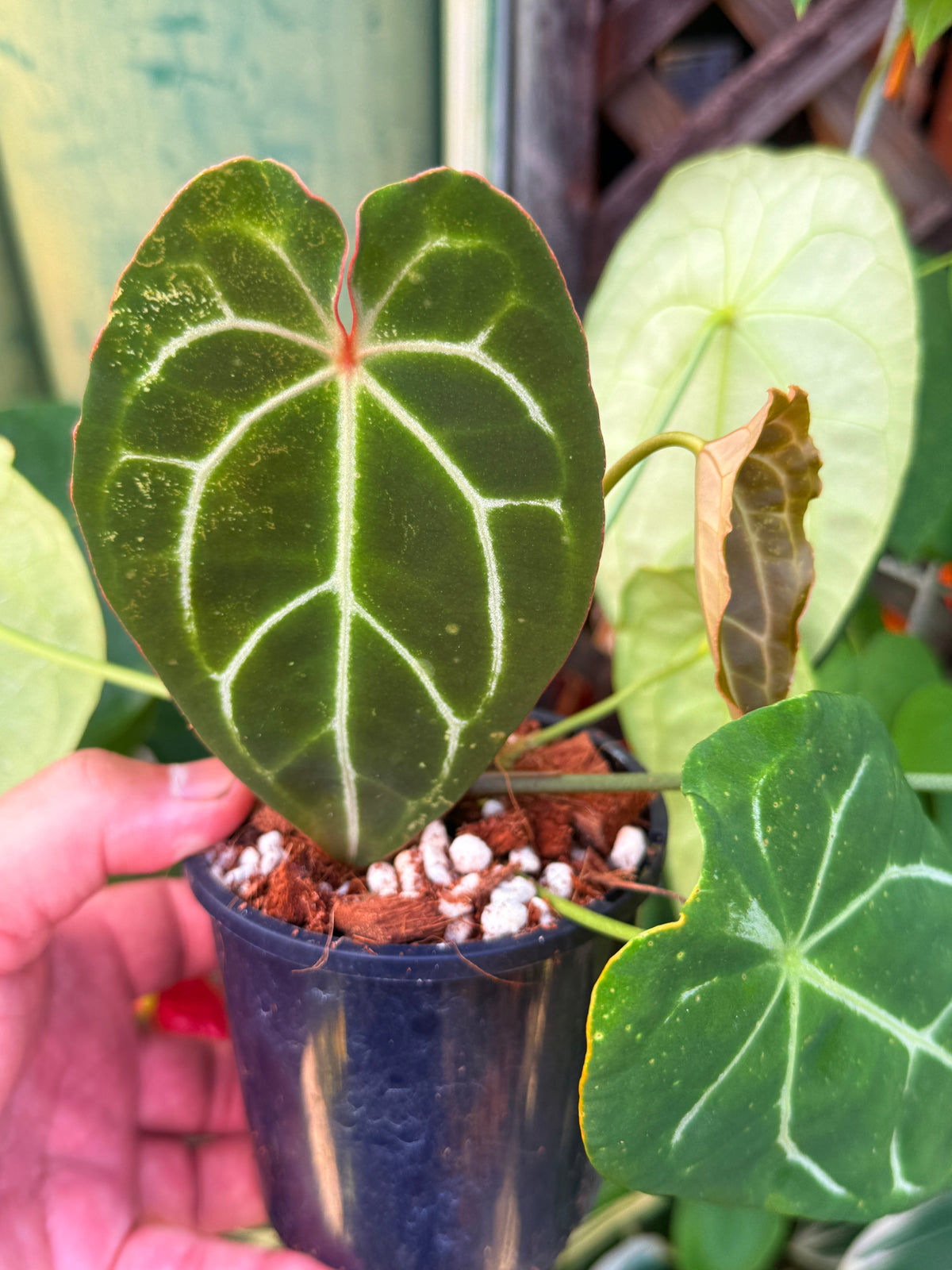 Anthurium Hybrid N21