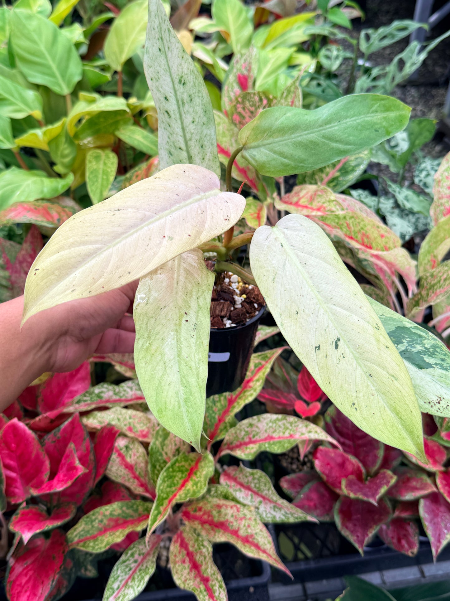 Philodendron 'Whipple Way' N28