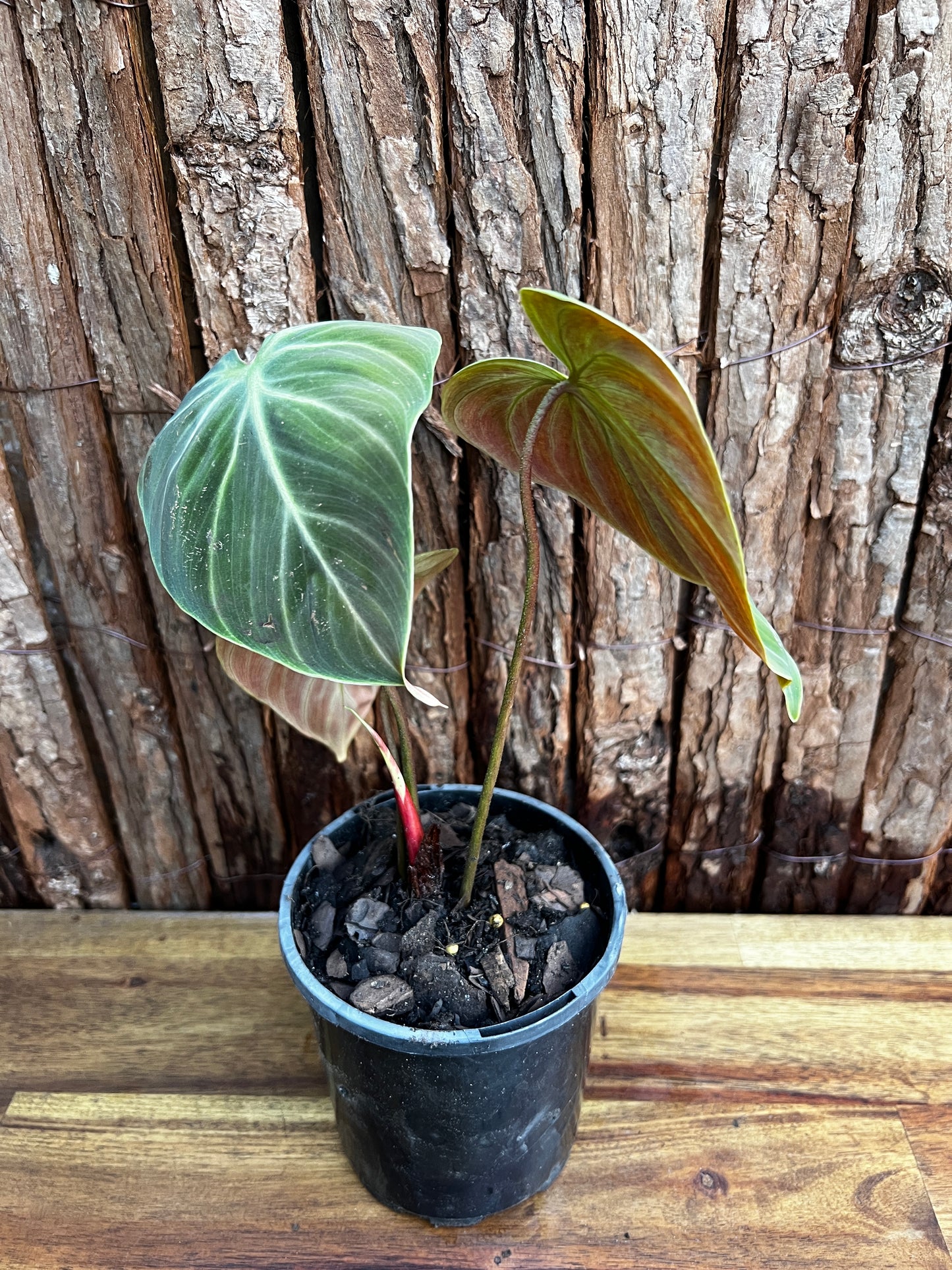 Philodendron - El Choco Red B30