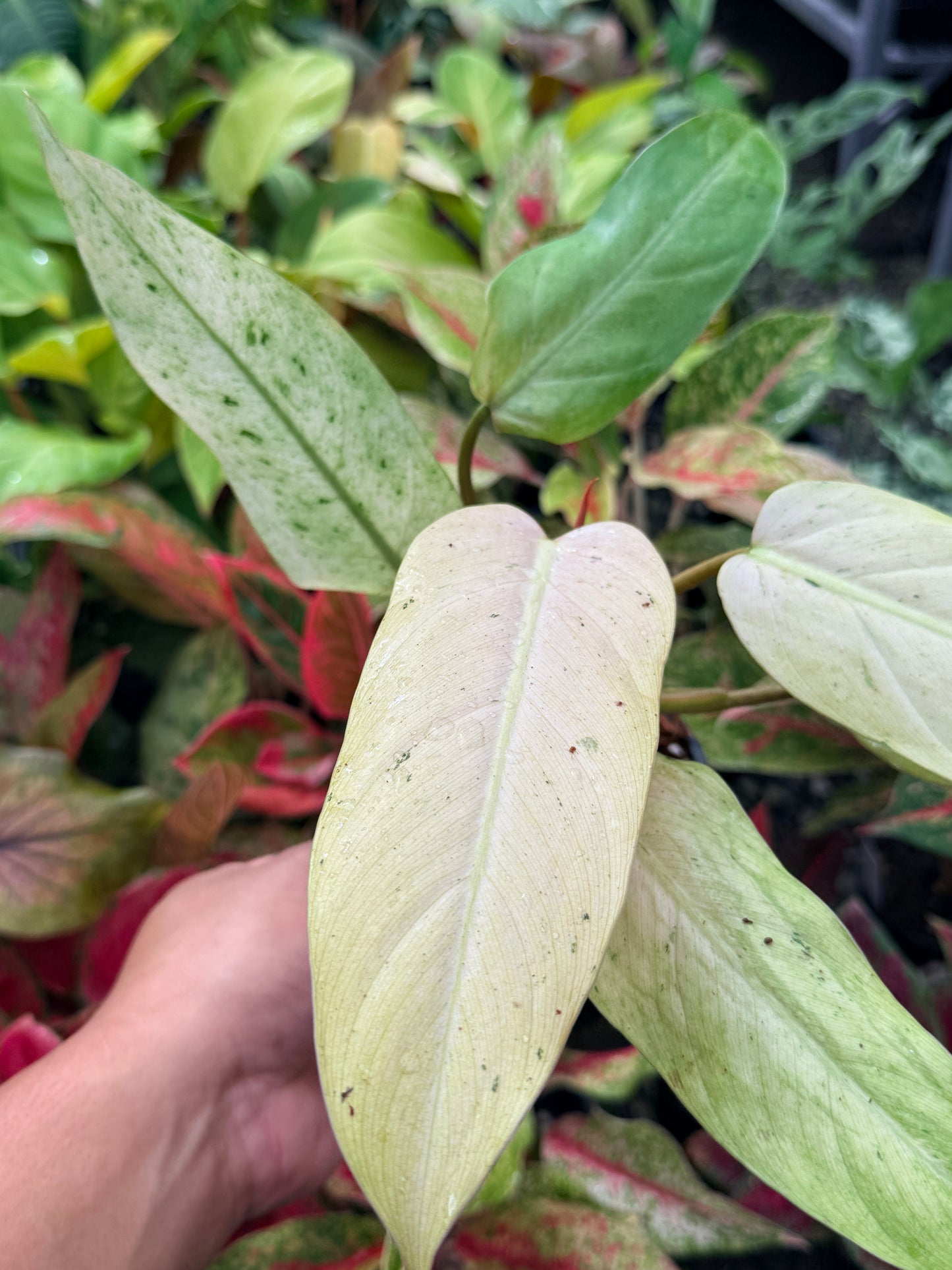 Philodendron 'Whipple Way' N28