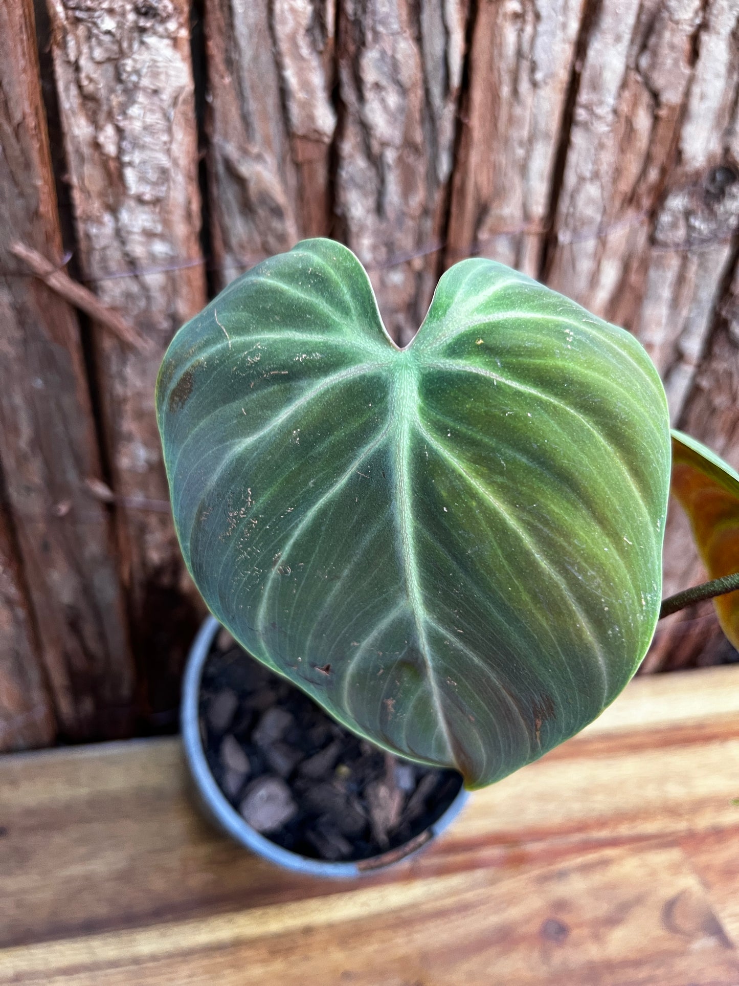 Philodendron - El Choco Red B30