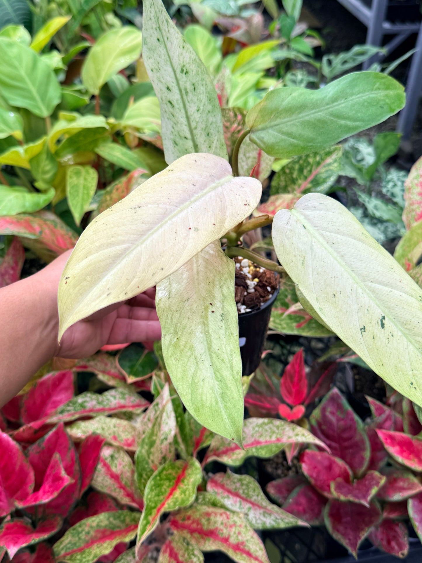 Philodendron 'Whipple Way' N28