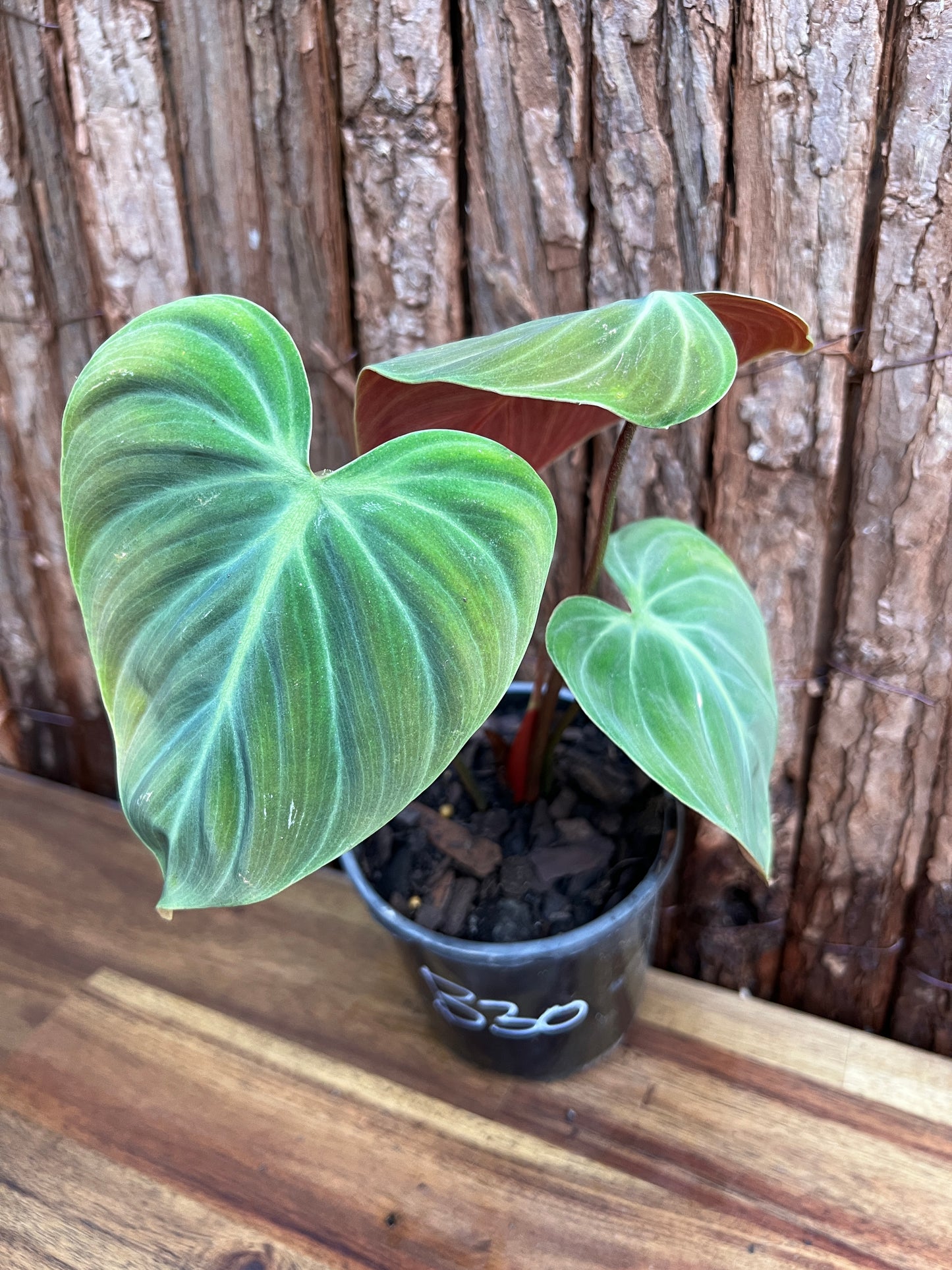 Philodendron - El Choco Red B30