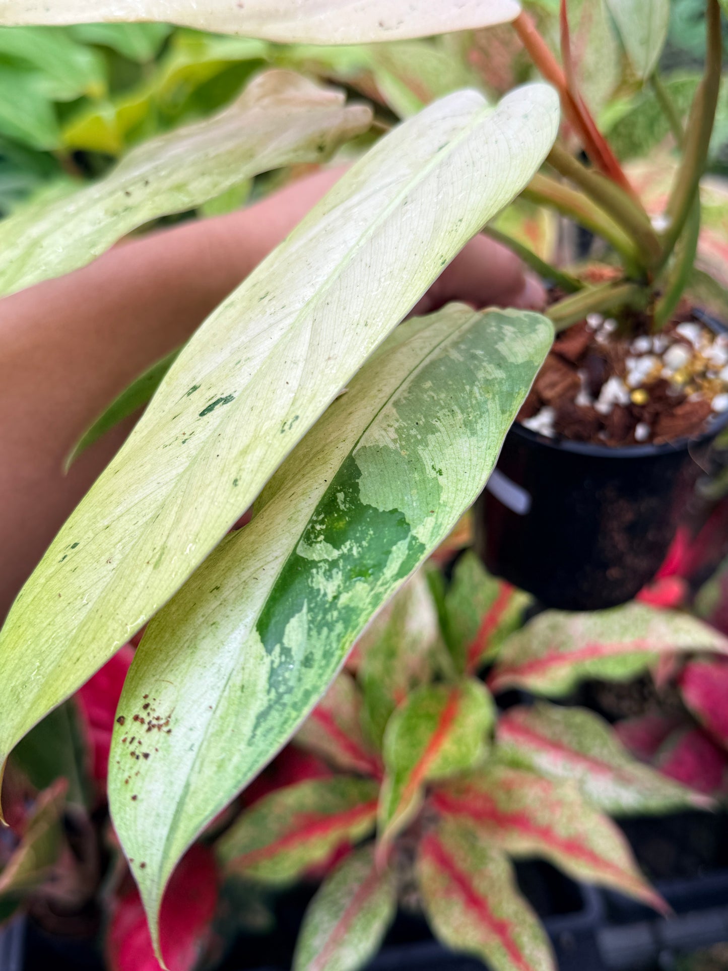 Philodendron 'Whipple Way' N28