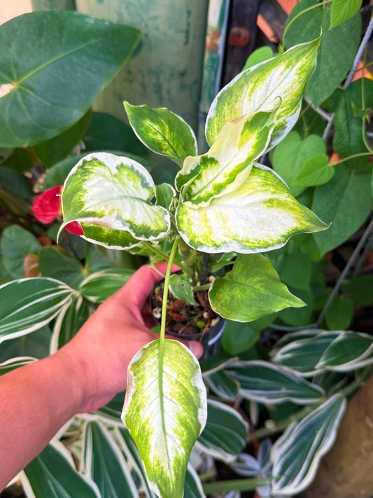 Dieffenbachia 'Cool Beauty' P65