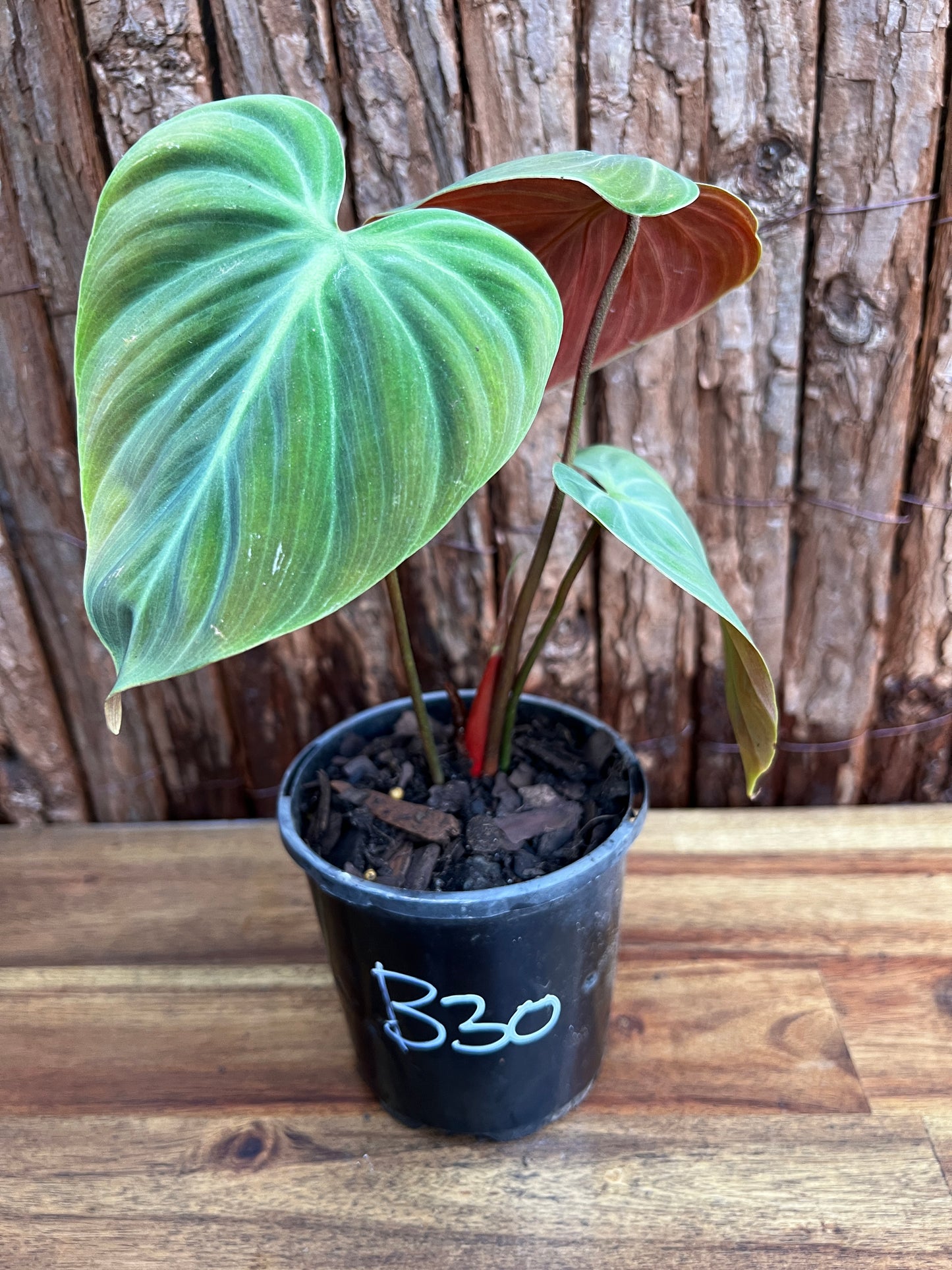 Philodendron - El Choco Red B30