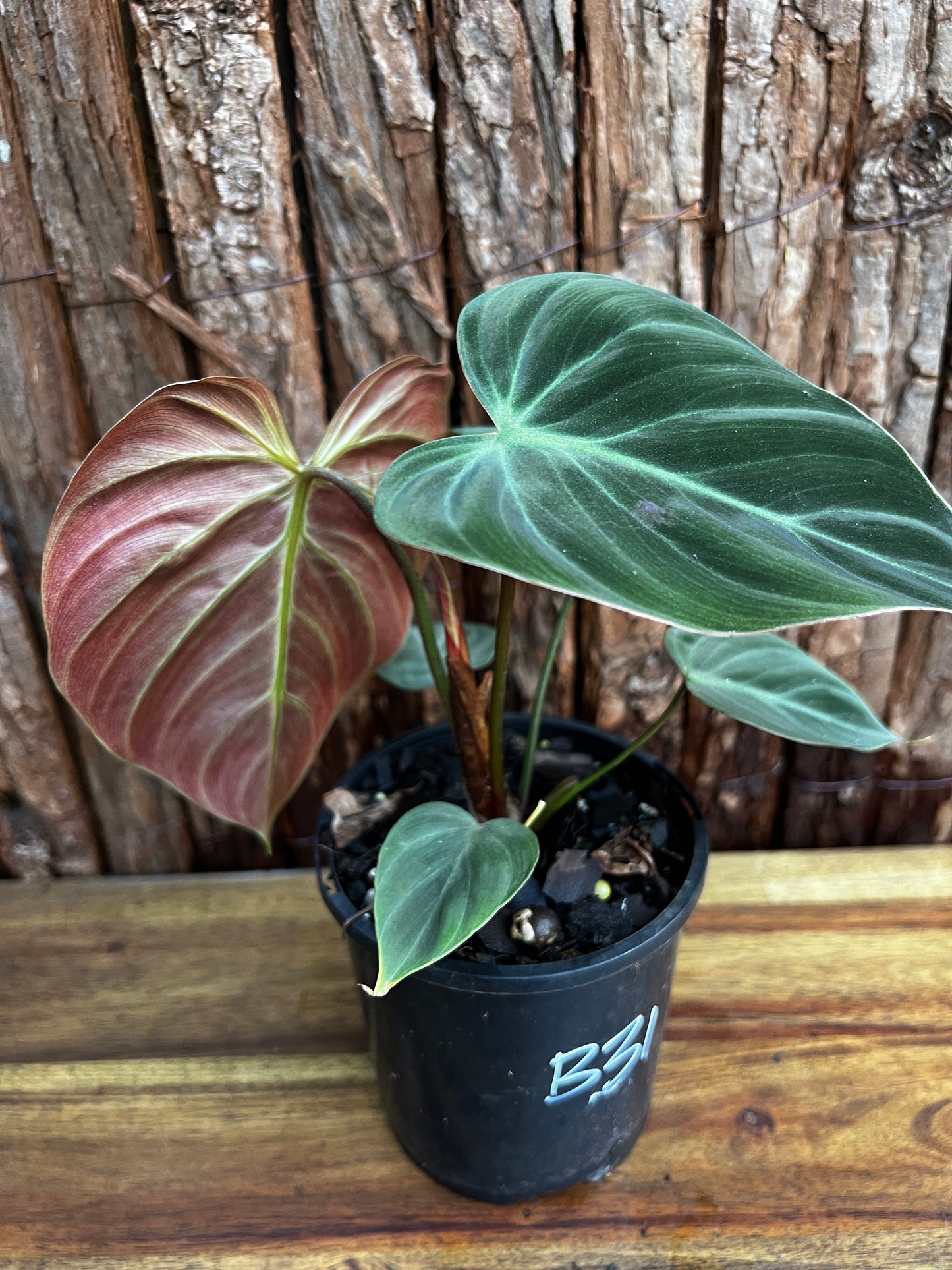 Philodendron - El Choco Red B31